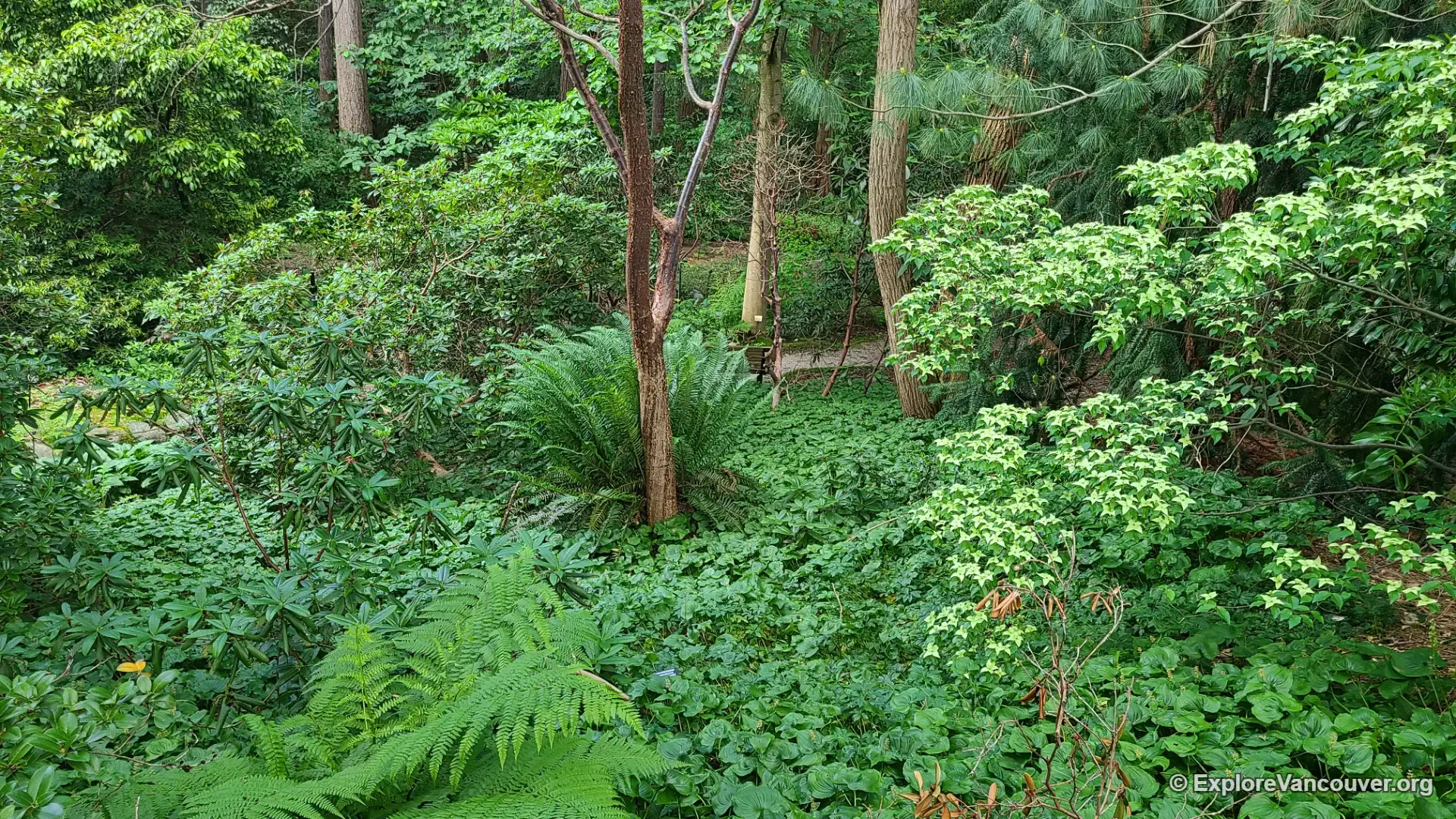 Mature trees lining a path at VanDusen Botanical Garden