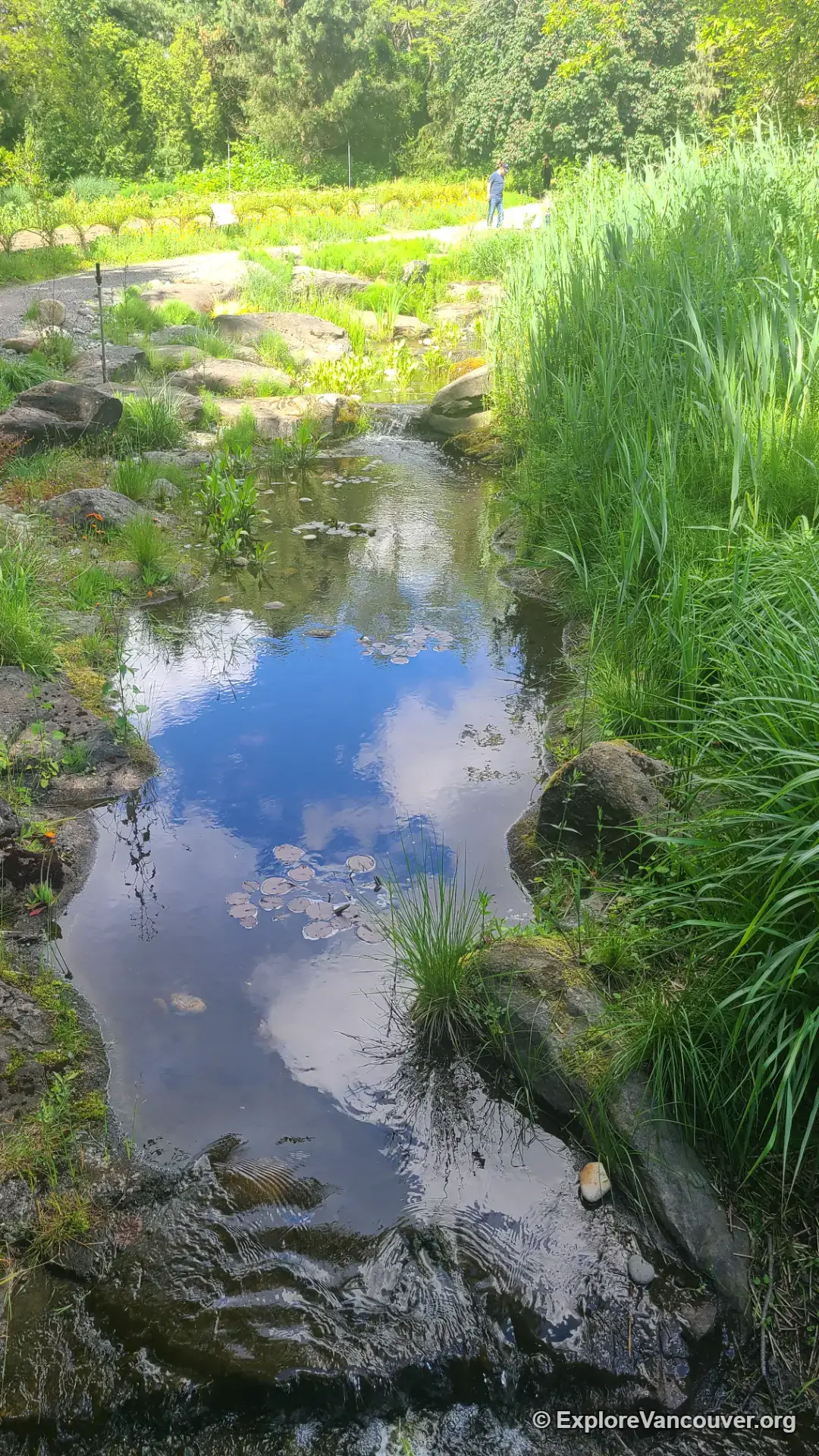 Small stream running through VanDusen Botanical Garden