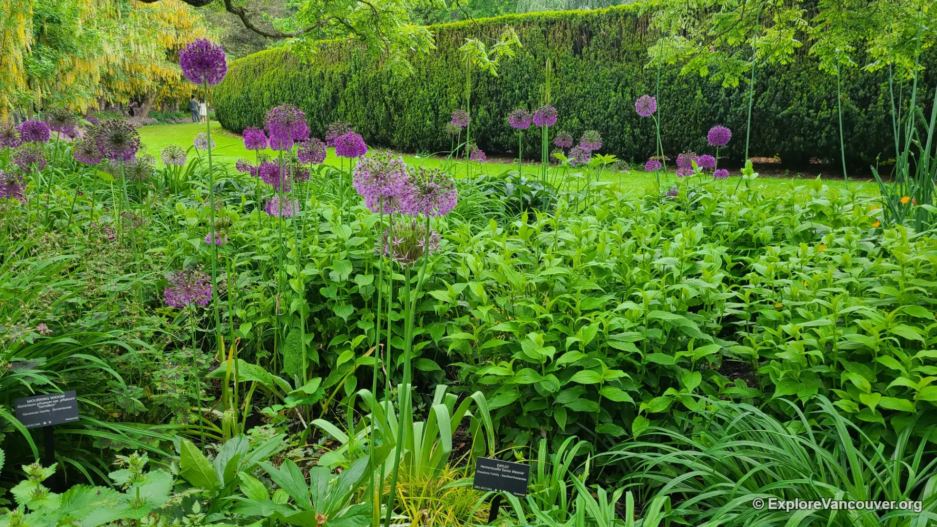 Daylily flowers in bloom at VanDusen Botanical Garden