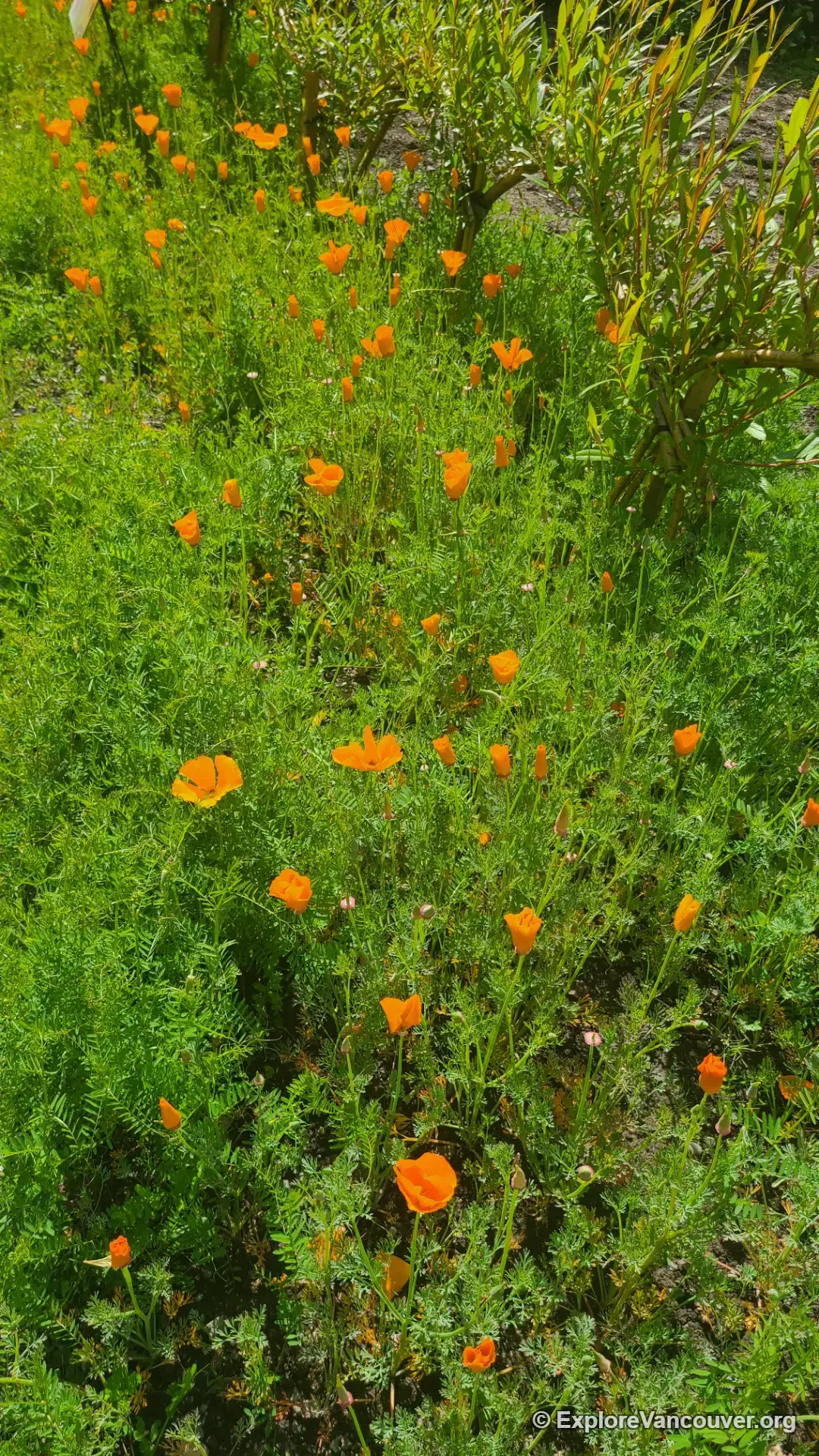 Close-up of flowering plants at VanDusen Botanical Garden