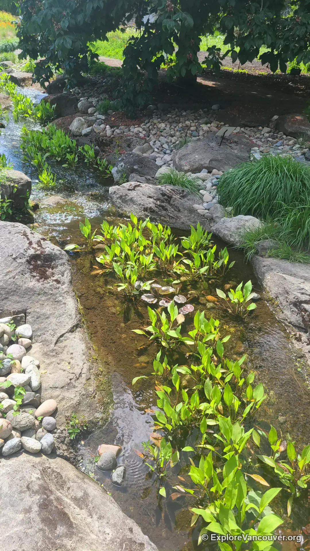 Stream and rockwork at VanDusen Botanical Garden