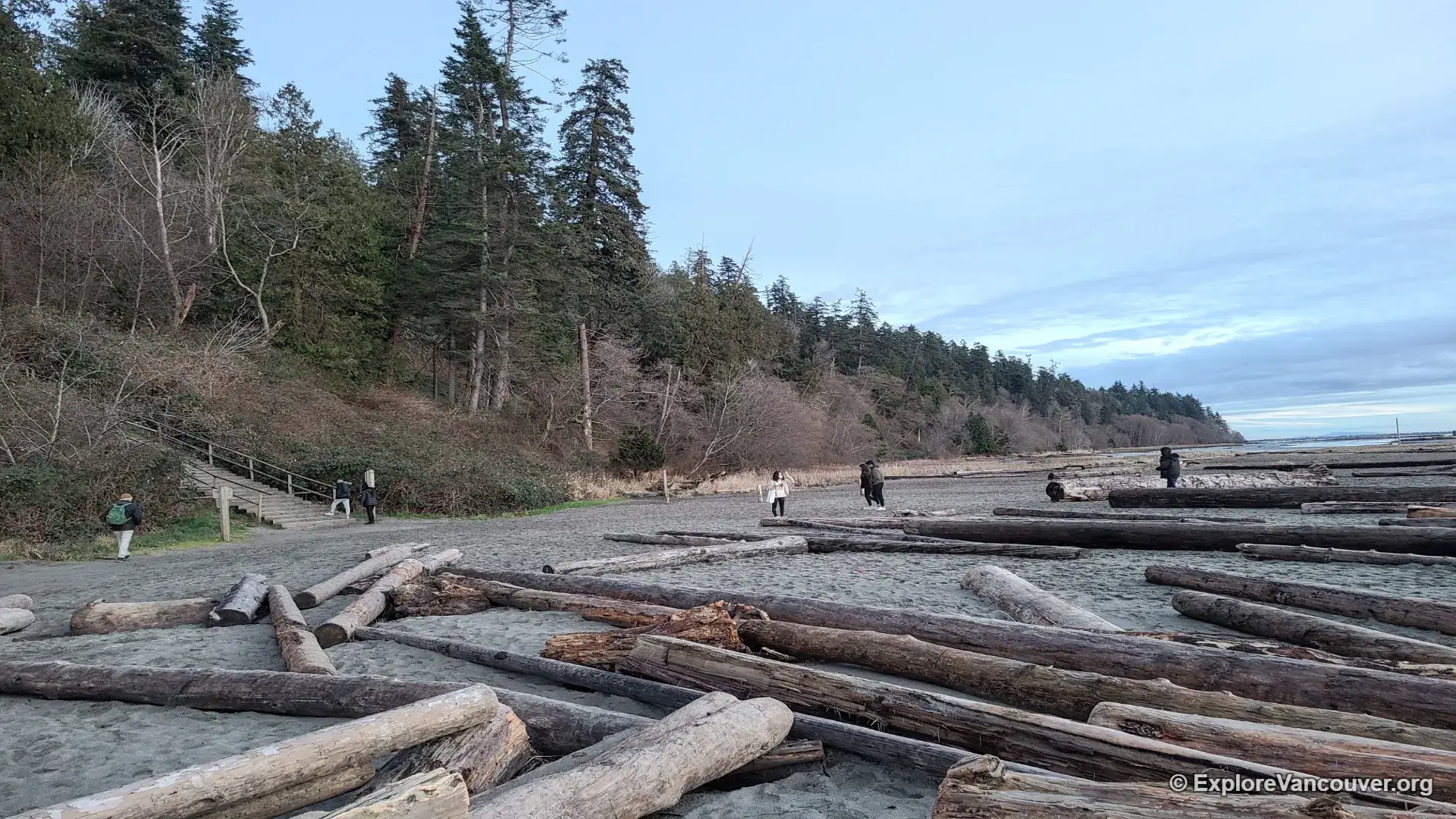 Driftwood along the shoreline at Wreck Beach