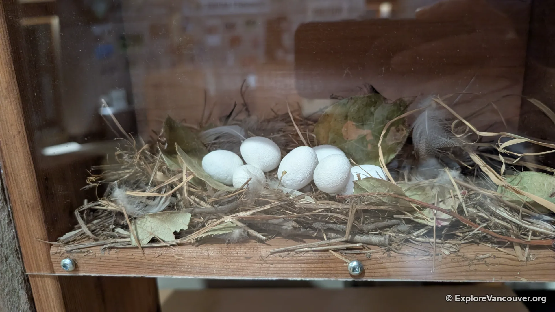 Egg display exhibit inside the Richmond Nature House