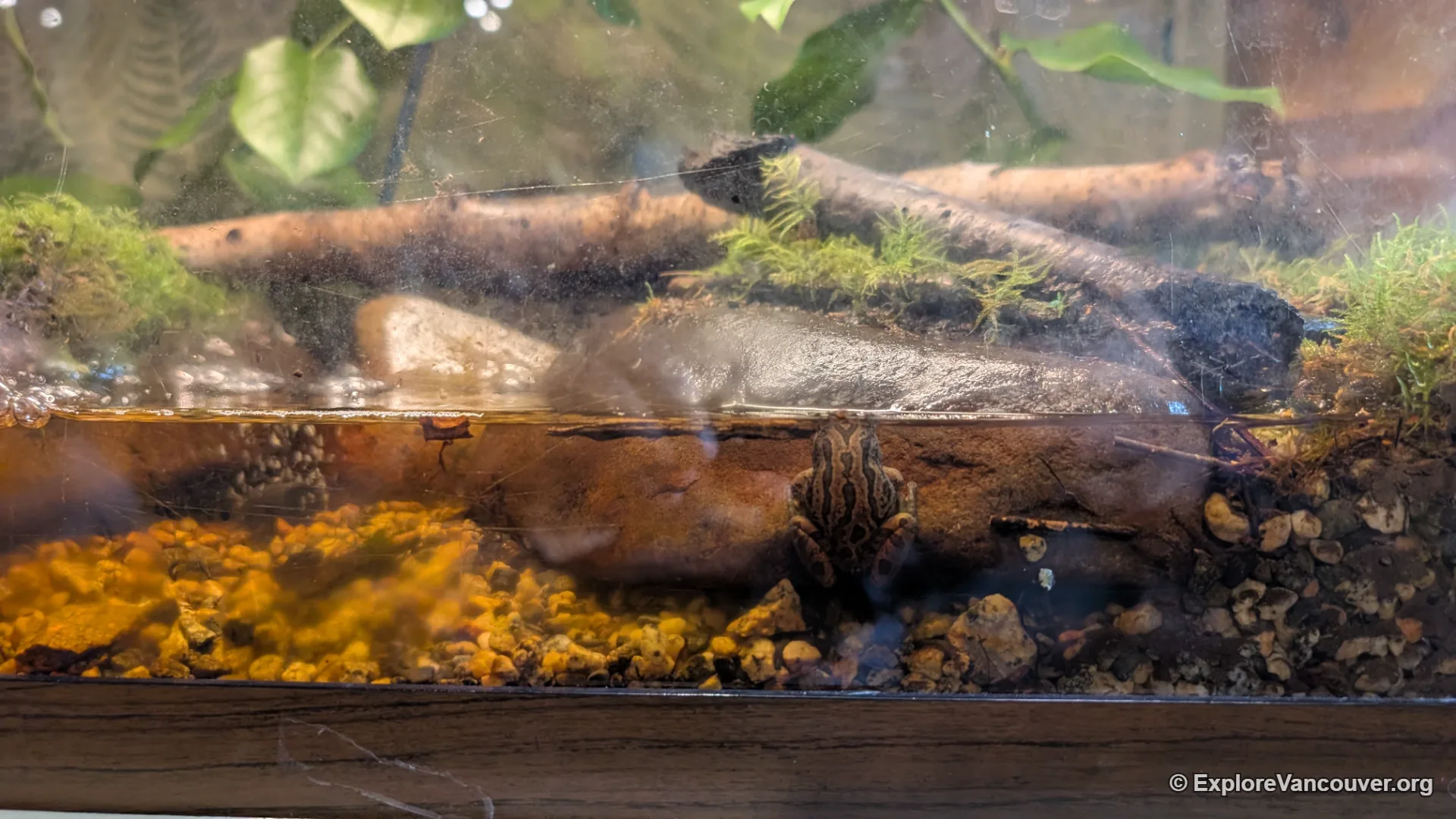 Frog exhibit inside the Richmond Nature House