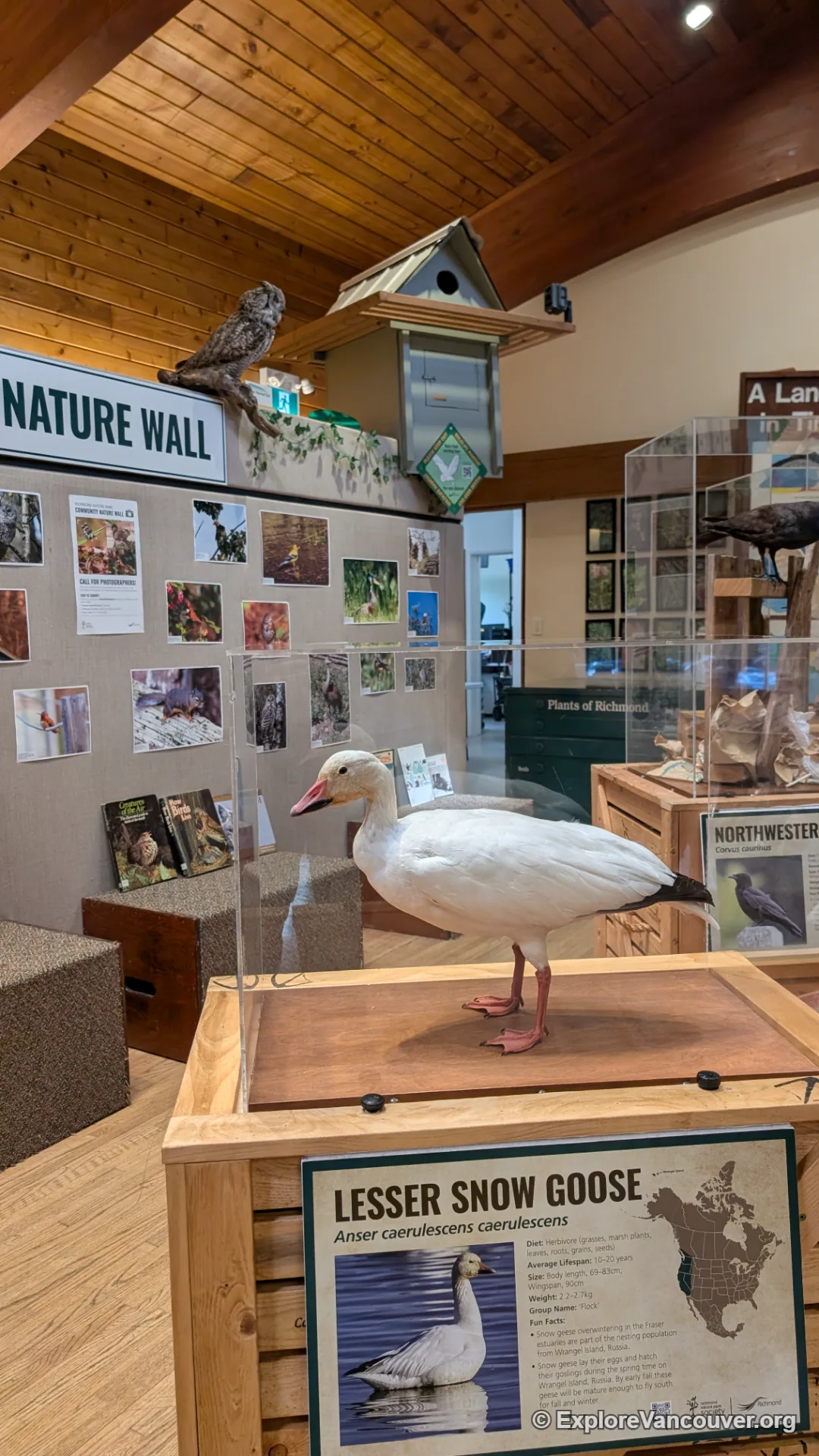 Geese exhibit inside the Richmond Nature House