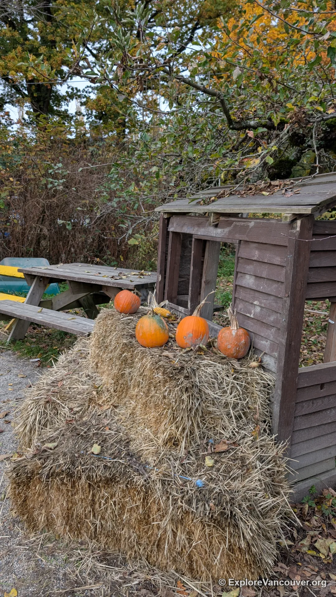 Pumpkin patch at Southlands Heritage Farm