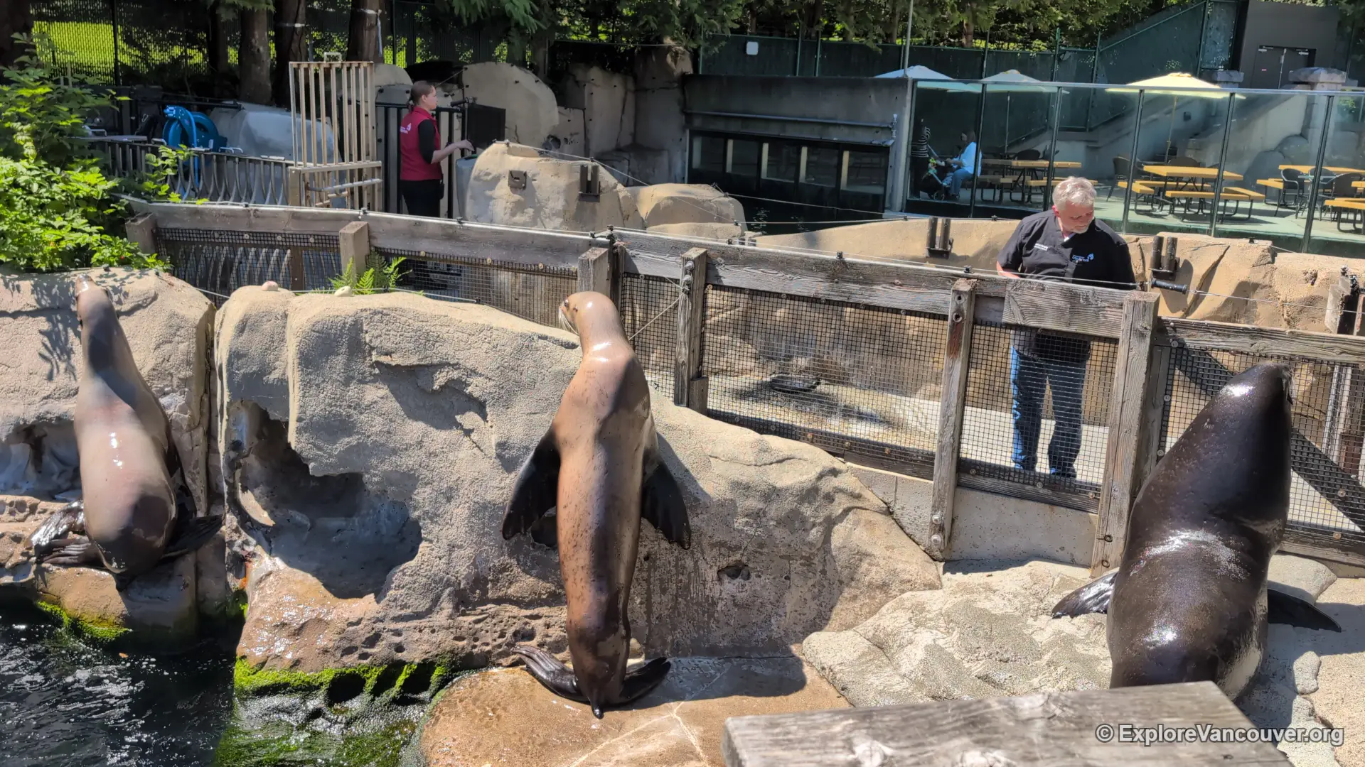 Sea lions swimming at the Vancouver Aquarium