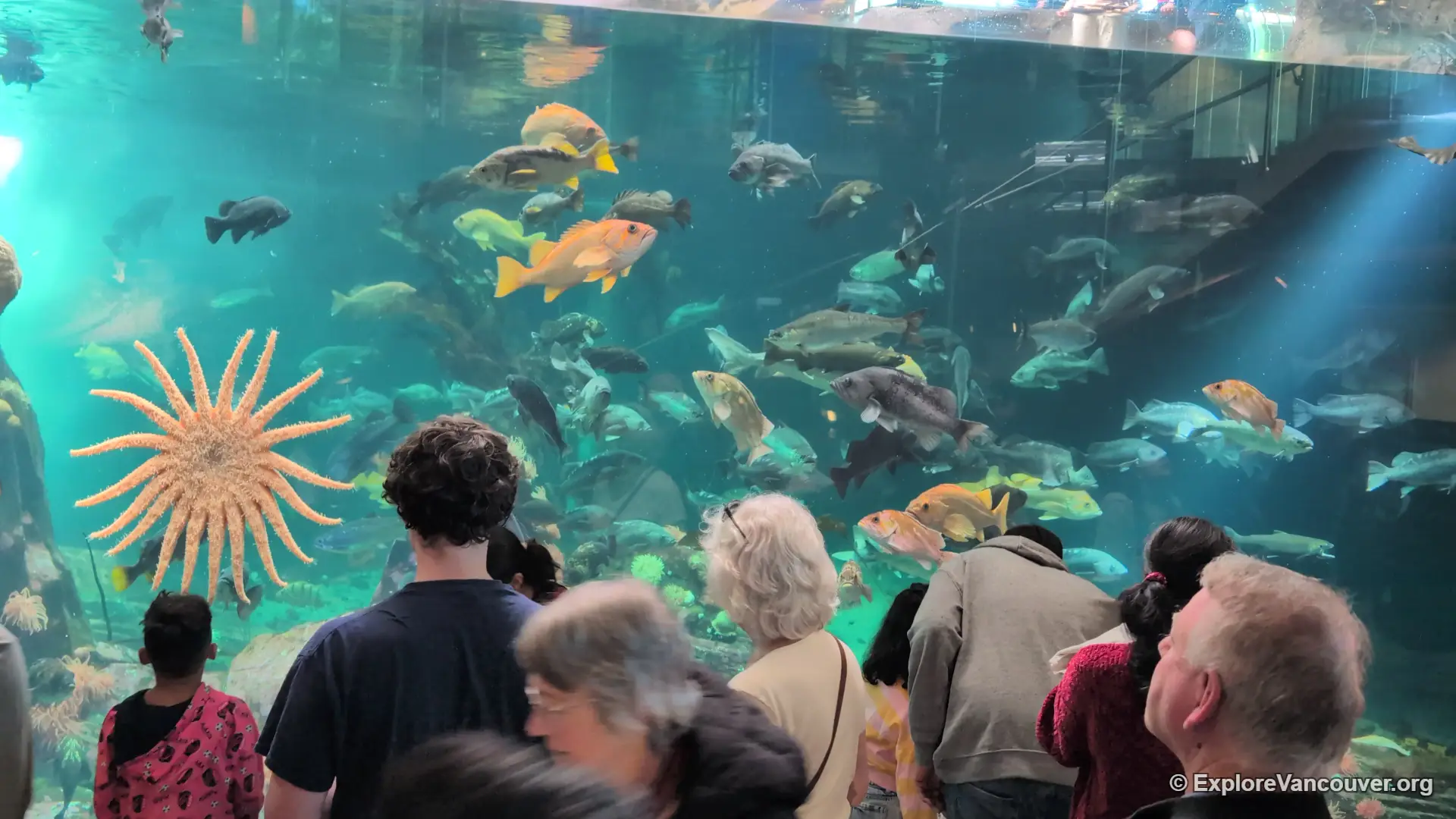 Large viewing tank at the Vancouver Aquarium in Stanley Park