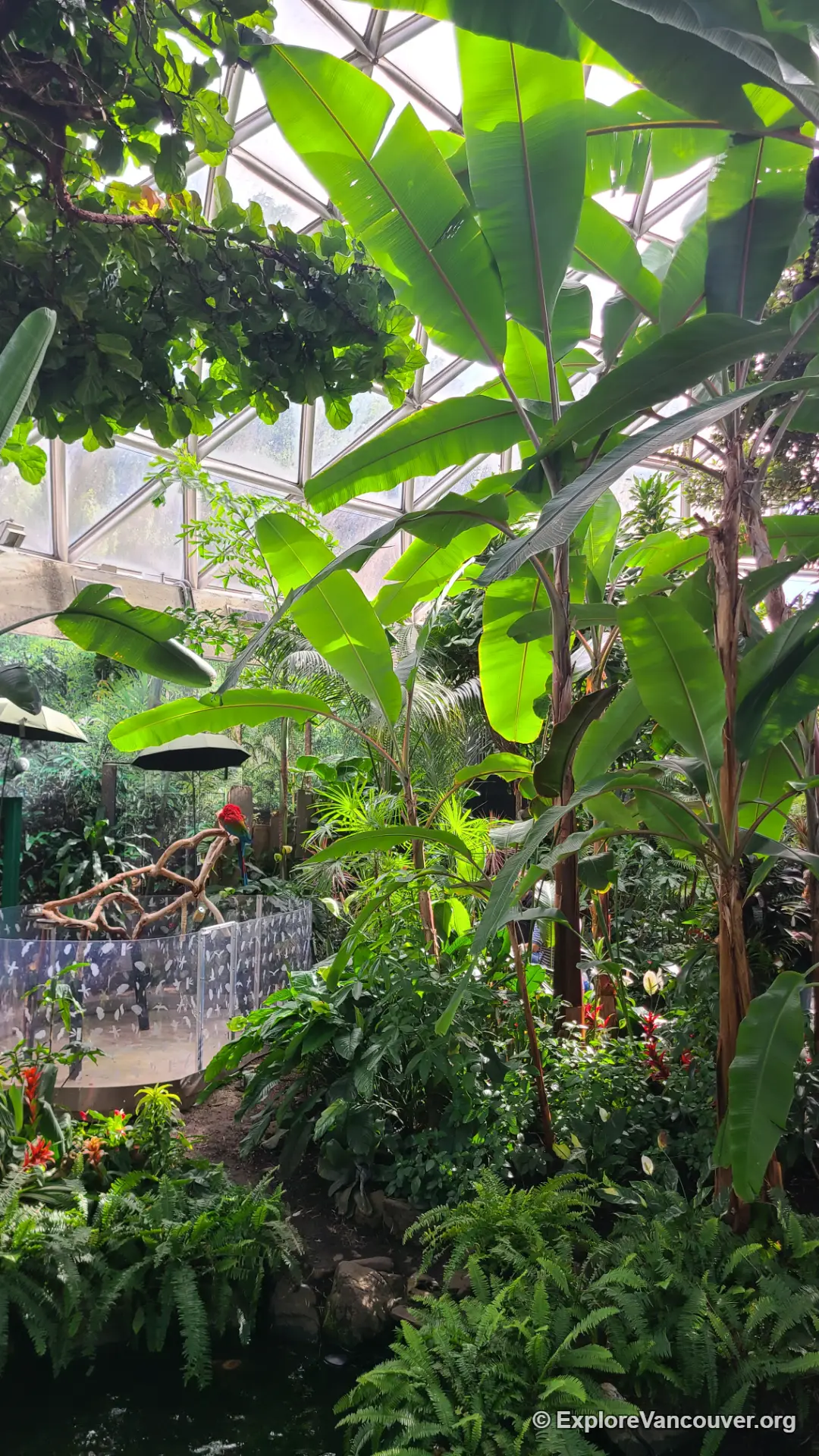 A brightly colored exotic bird perched among branches inside the conservatory