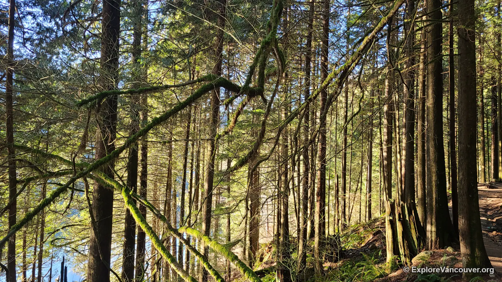 Buntzen Lake Trail through the forest