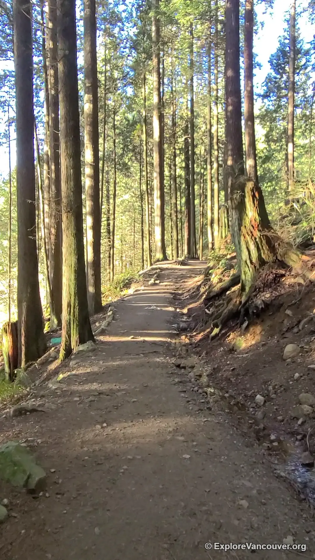 Forested trail at Buntzen Lake