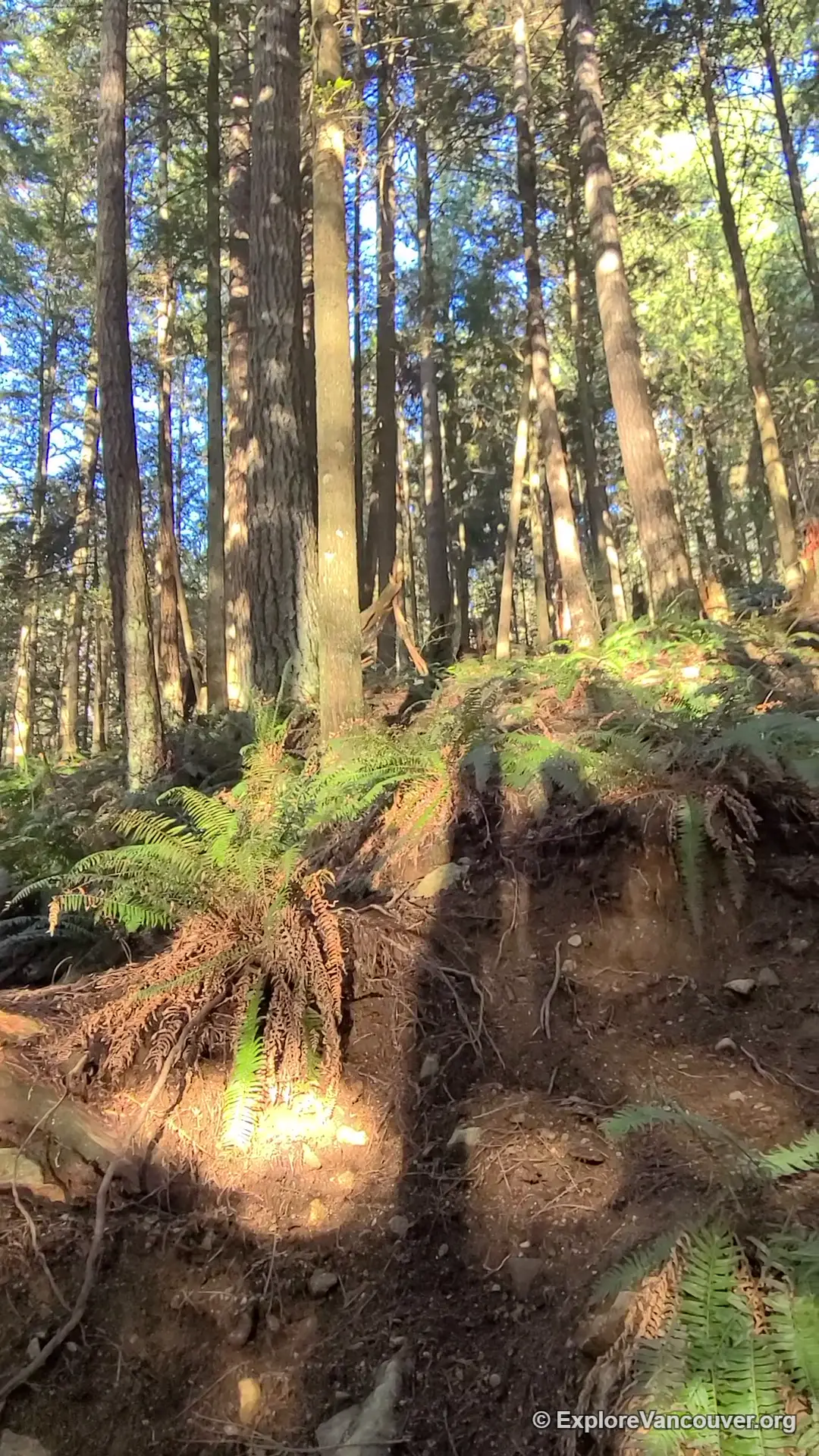 Trail through the woods near Anmore