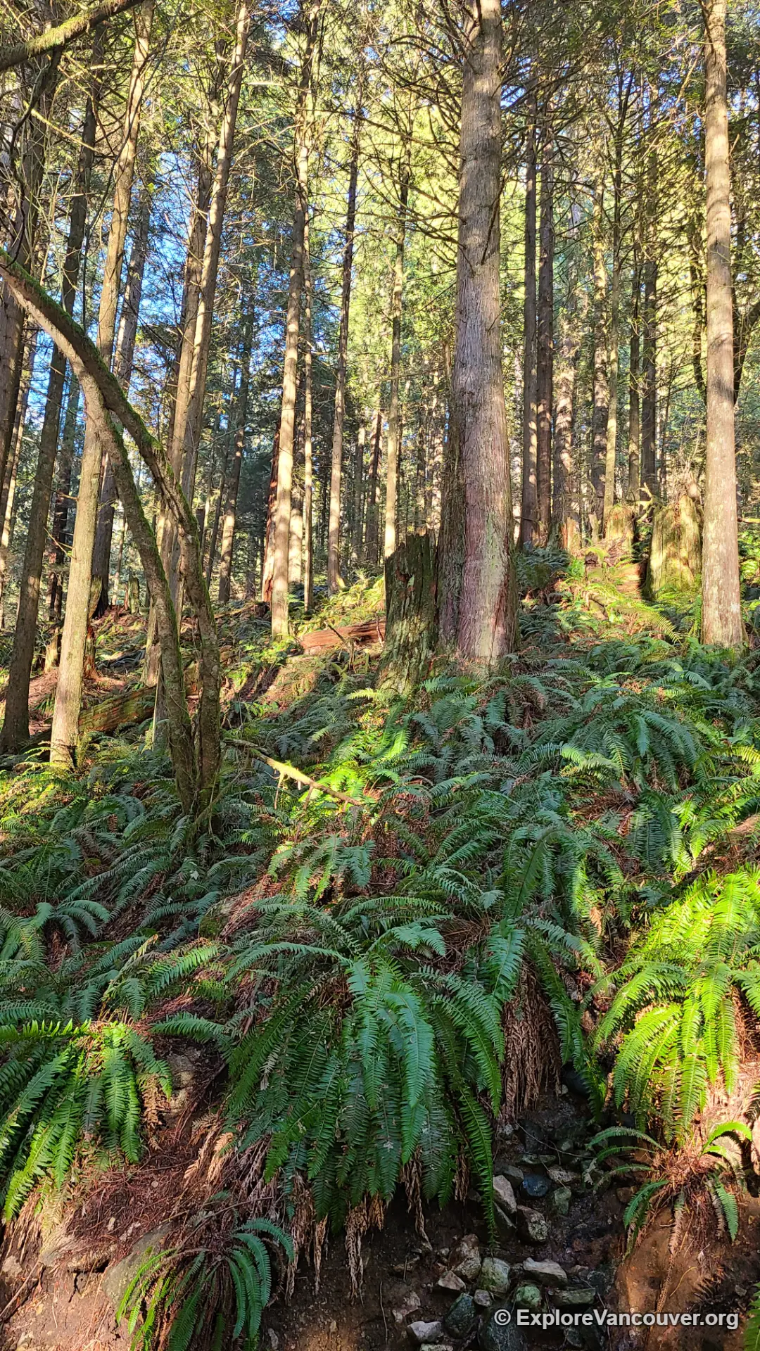 Hiking trail beside Buntzen Lake