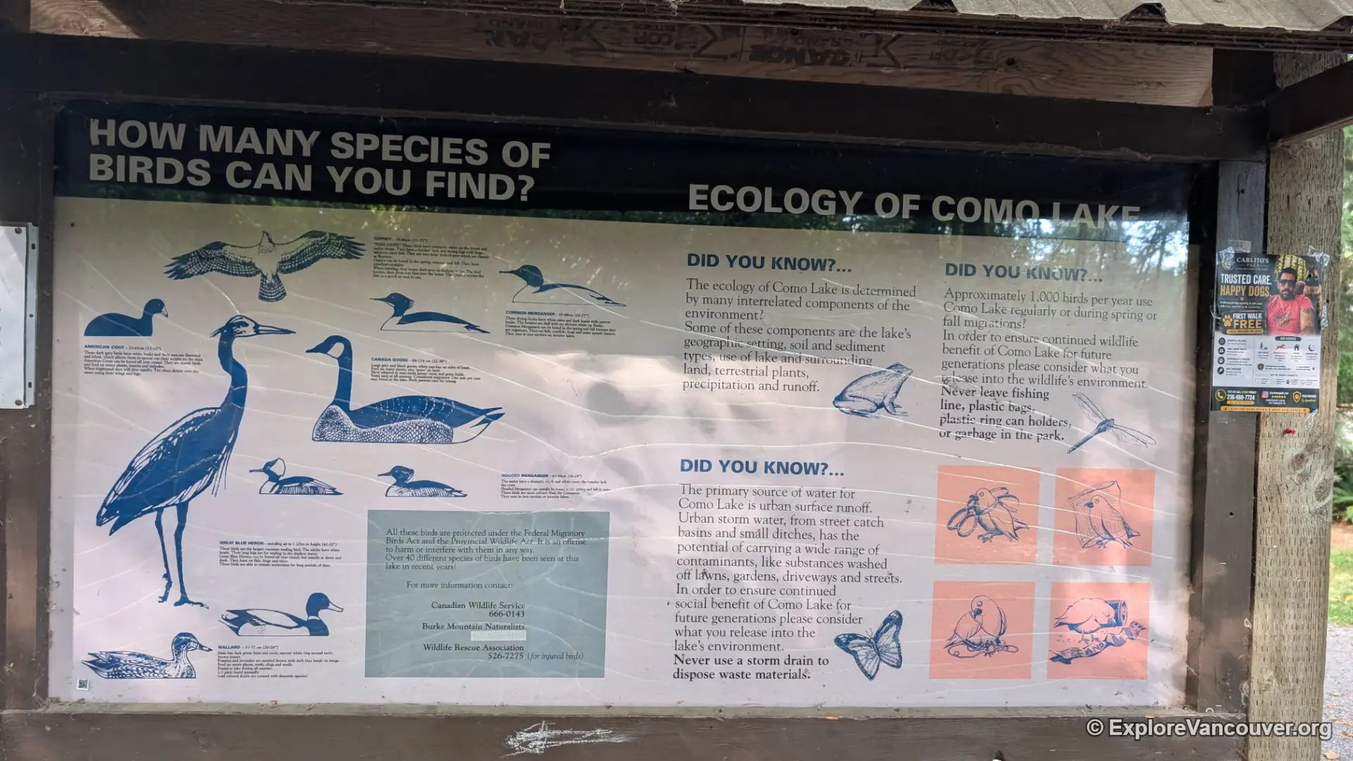 Interpretive display board about local bird species at Como Lake Park