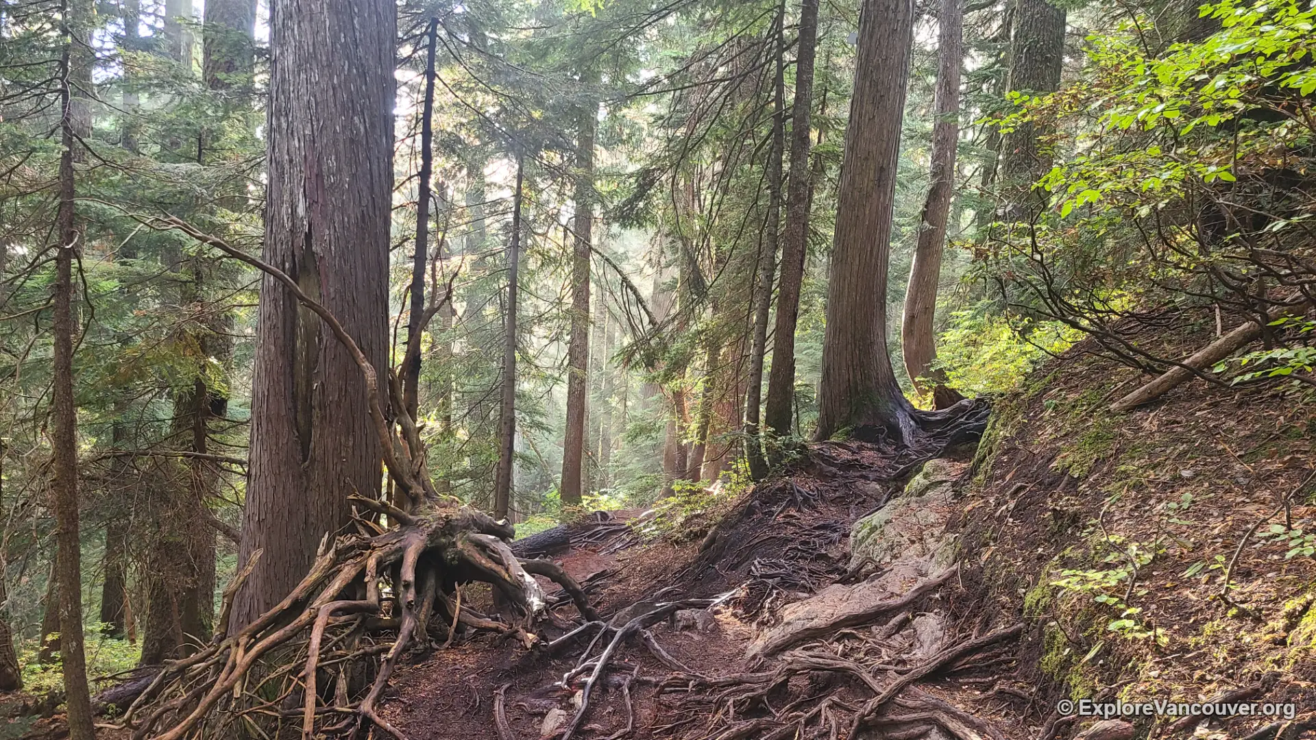 Root-covered forest path along the Dog Mountain trail in Mount Seymour Provincial Park