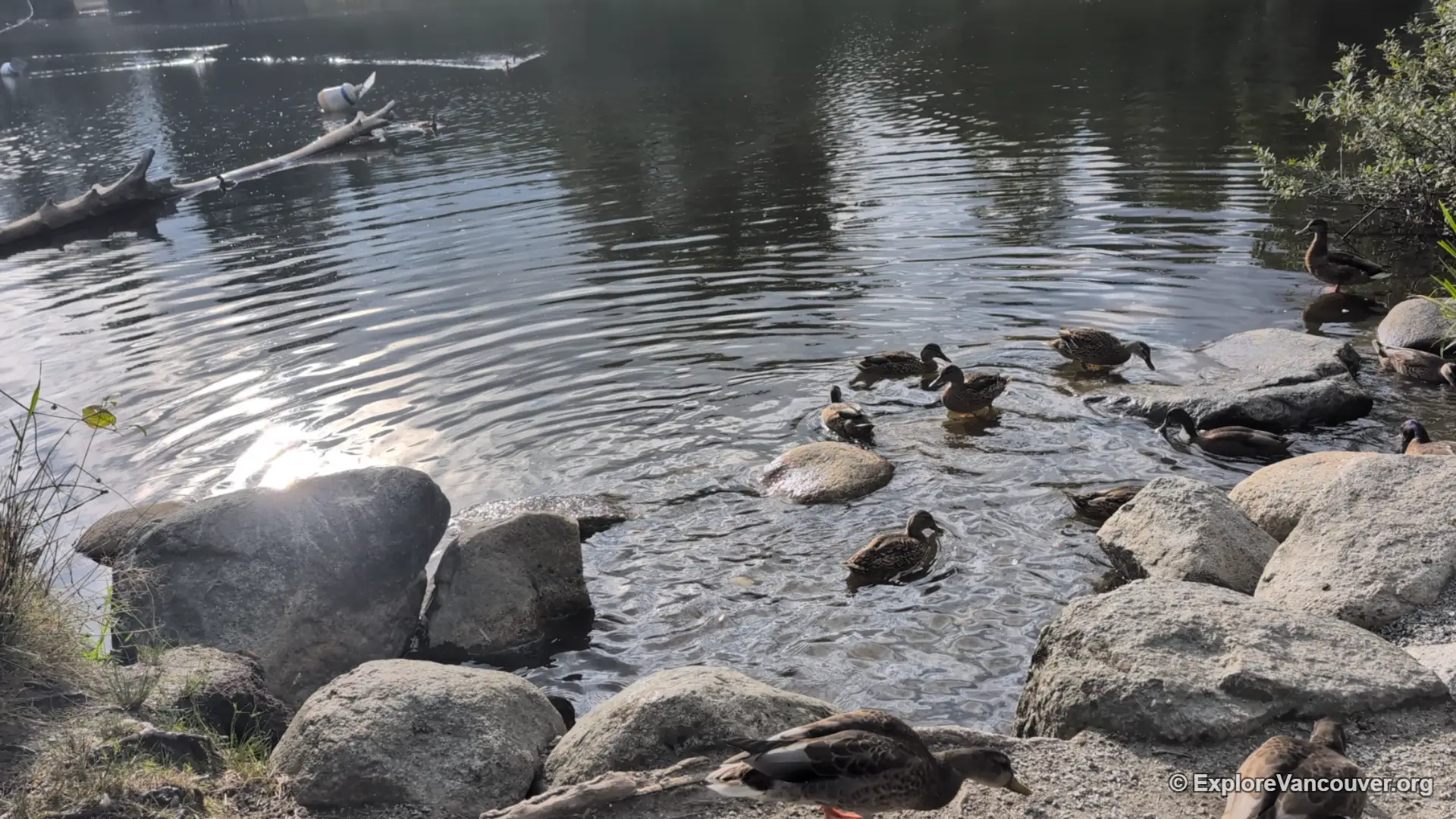 Ducks swimming on Como Lake in Coquitlam BC near the shoreline