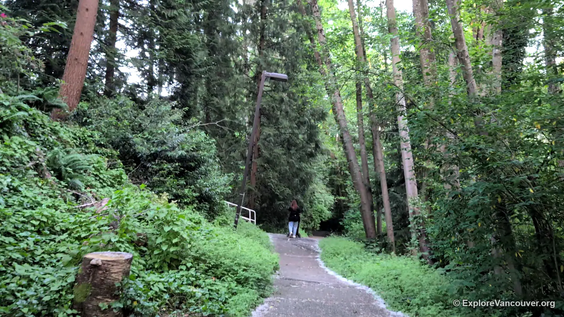 Narrow forest footpath in Everett Crowley Park