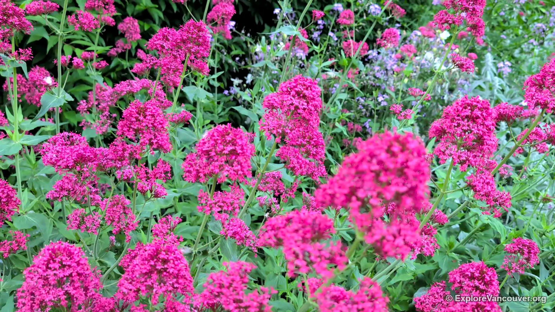 Wildflowers blooming along a trail edge in Everett Crowley Park