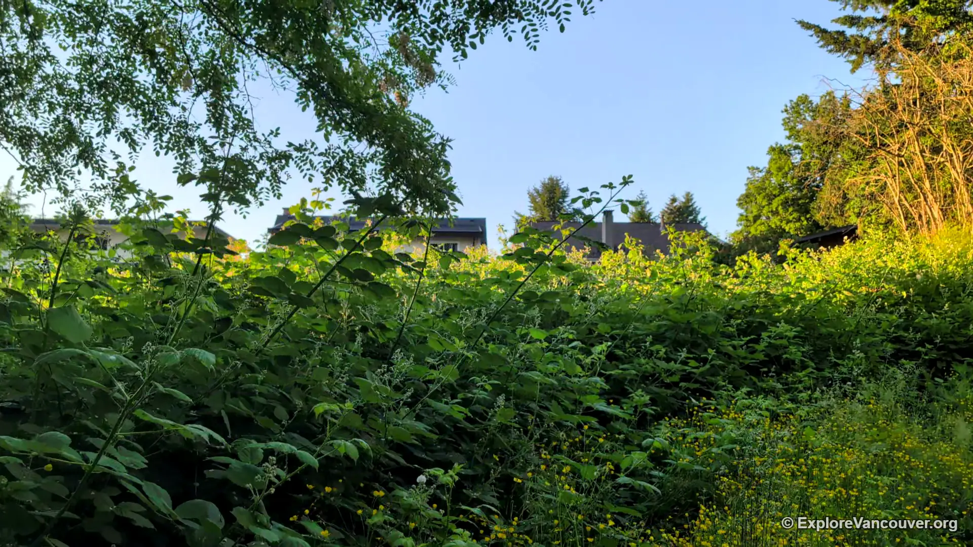 View of the surrounding Champlain Heights neighbourhood from Everett Crowley Park