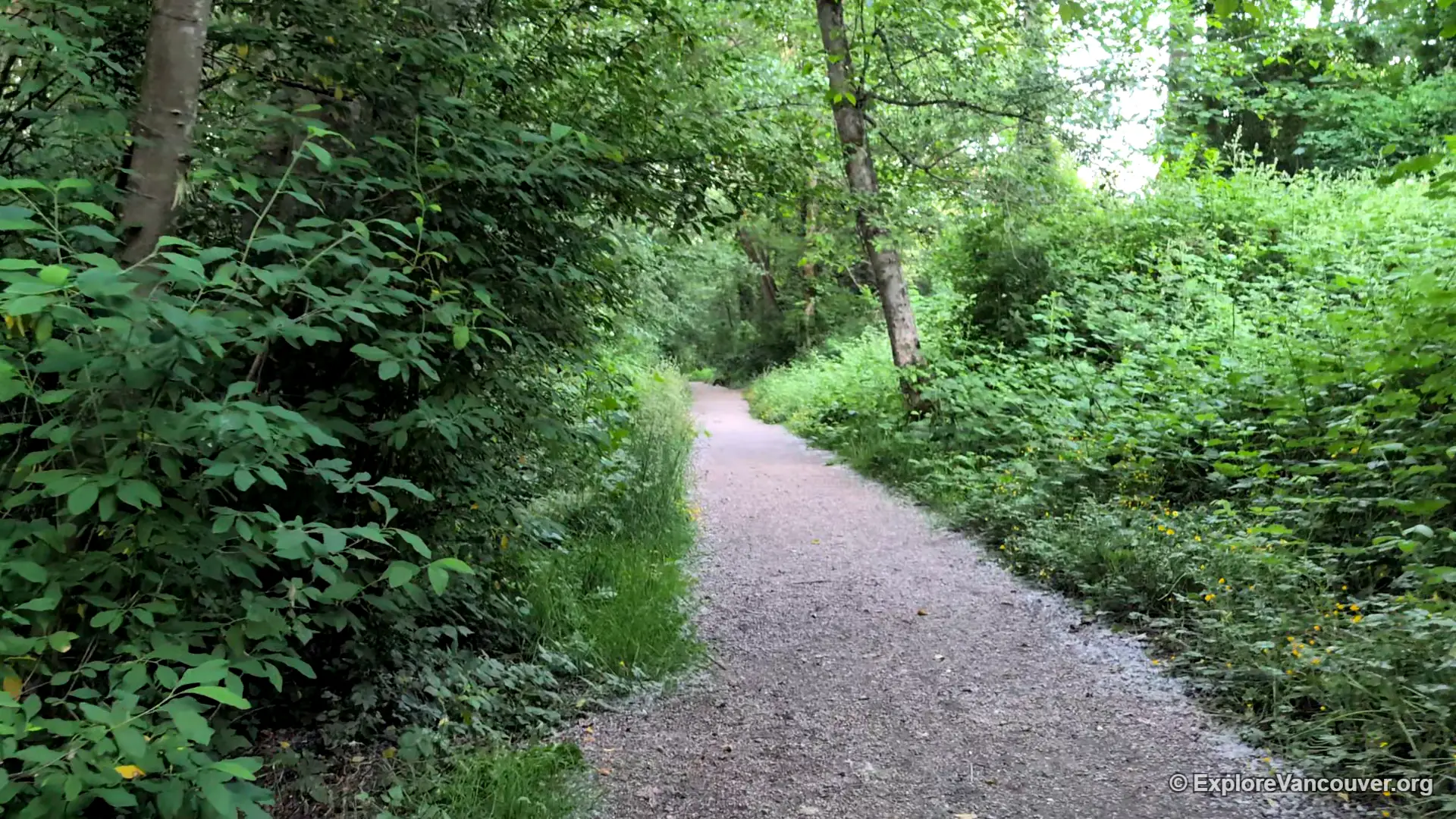 Gravel trail through trees at Everett Crowley Park