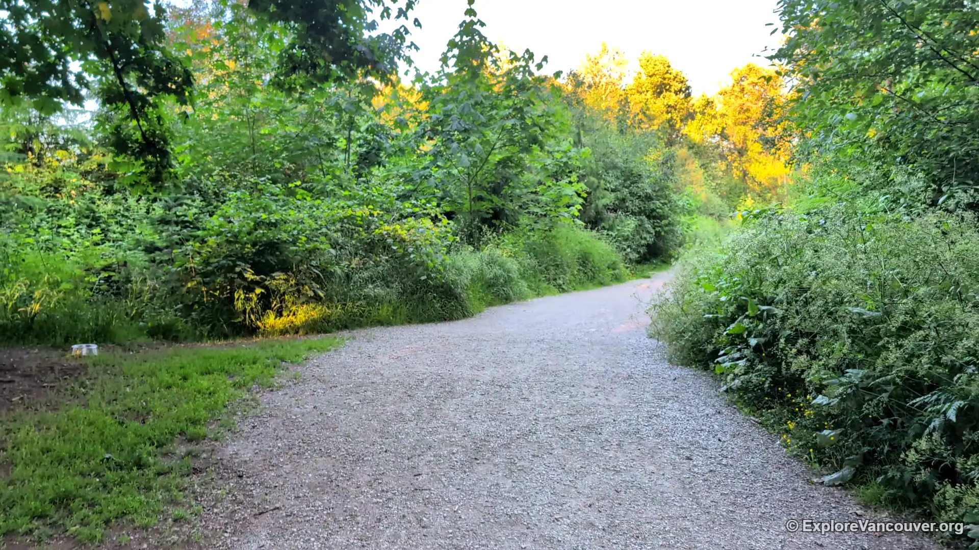 Forest trail through Everett Crowley Park in Vancouver during fall