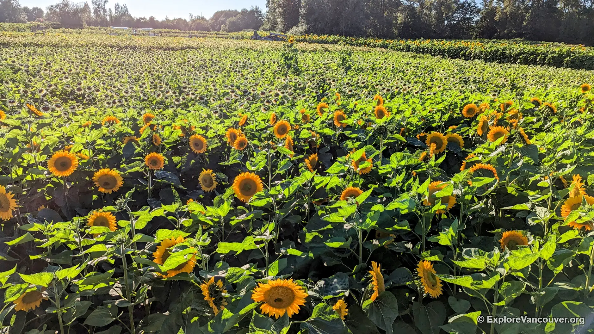 Wide view of the Richmond Sunflower Festival fields in bloom