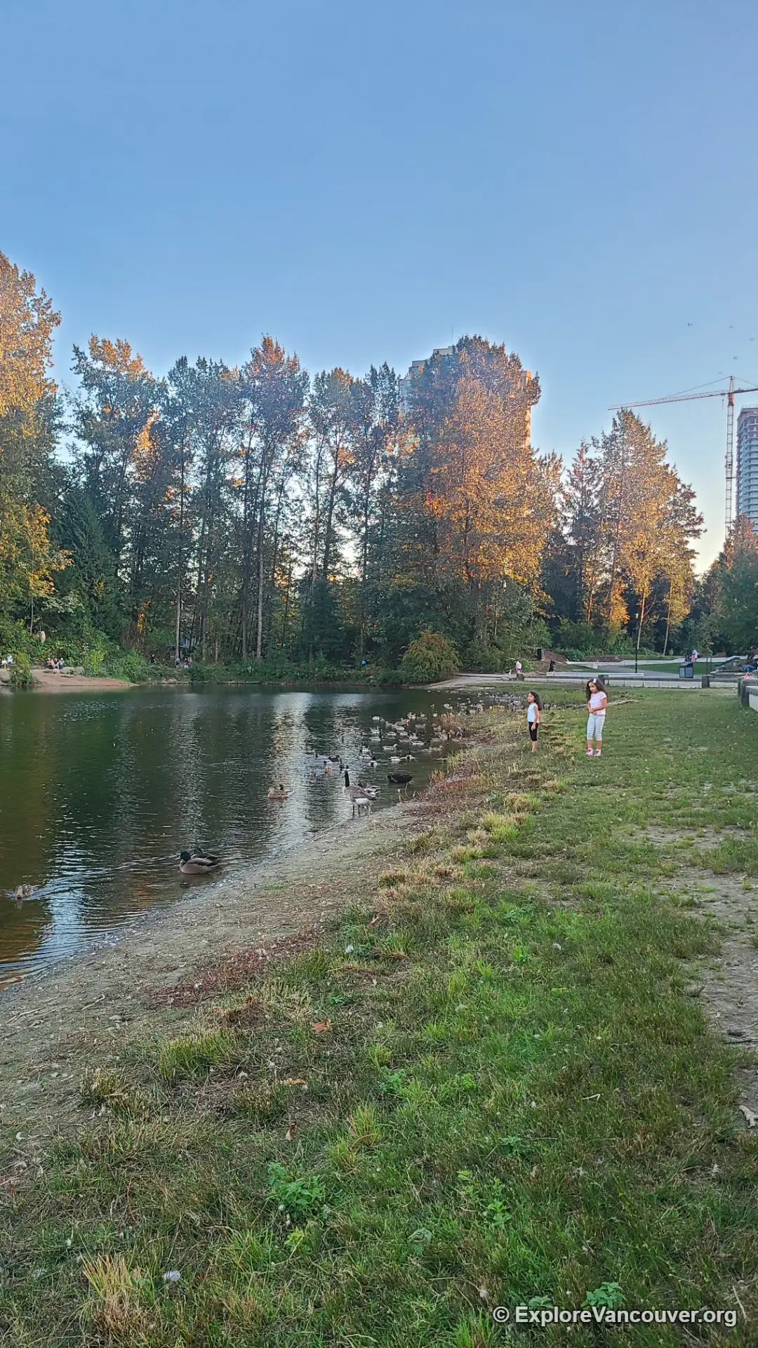 Lafarge Lake in Coquitlam's Town Centre Park