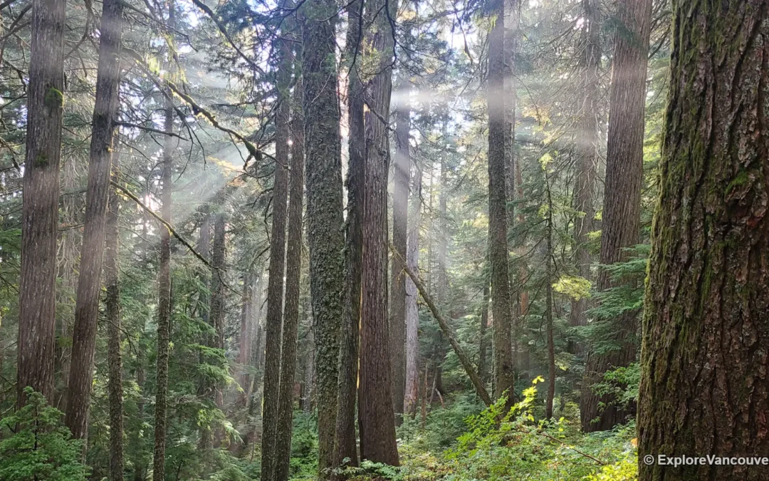 Best Fall Hikes in Vancouver
