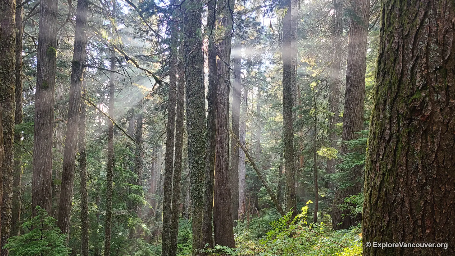 Sunlight filtering through old-growth trees on the Dog Mountain trail
