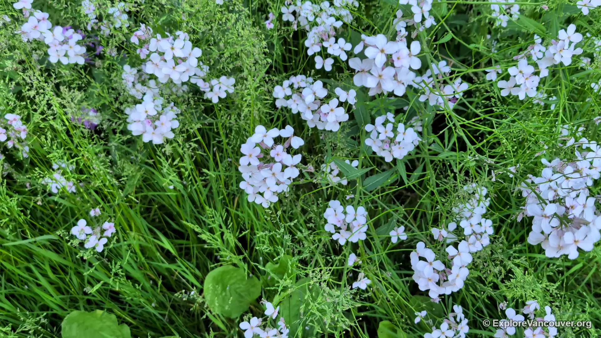 Wildflowers in bloom at Manfred's Meadow