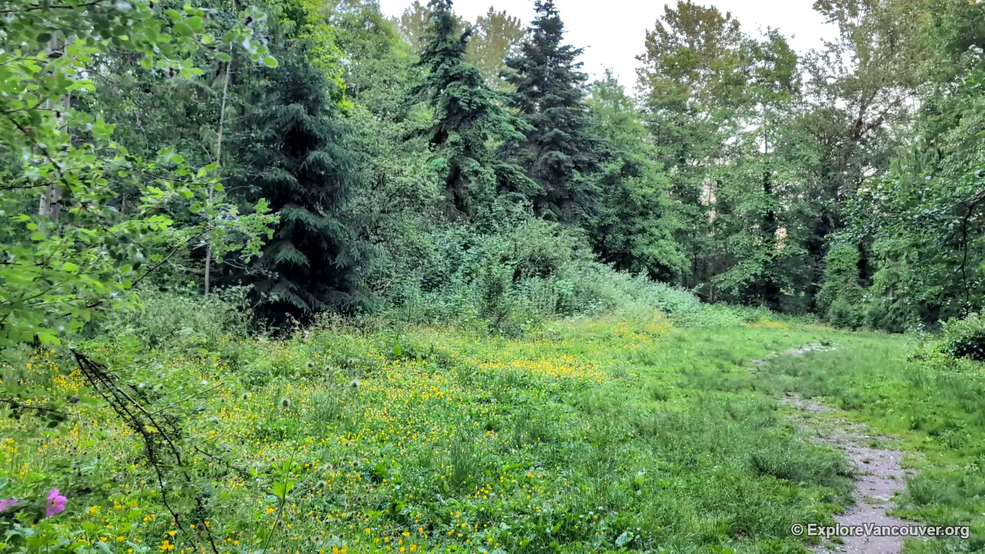 Manfred's Meadow open clearing at Everett Crowley Park