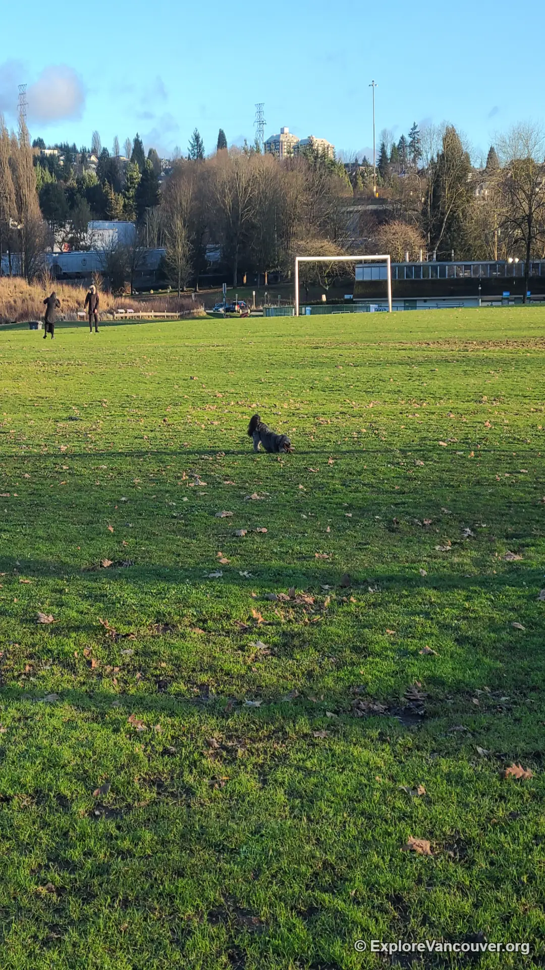 Dogs playing in the off-leash section of New Brighton Park