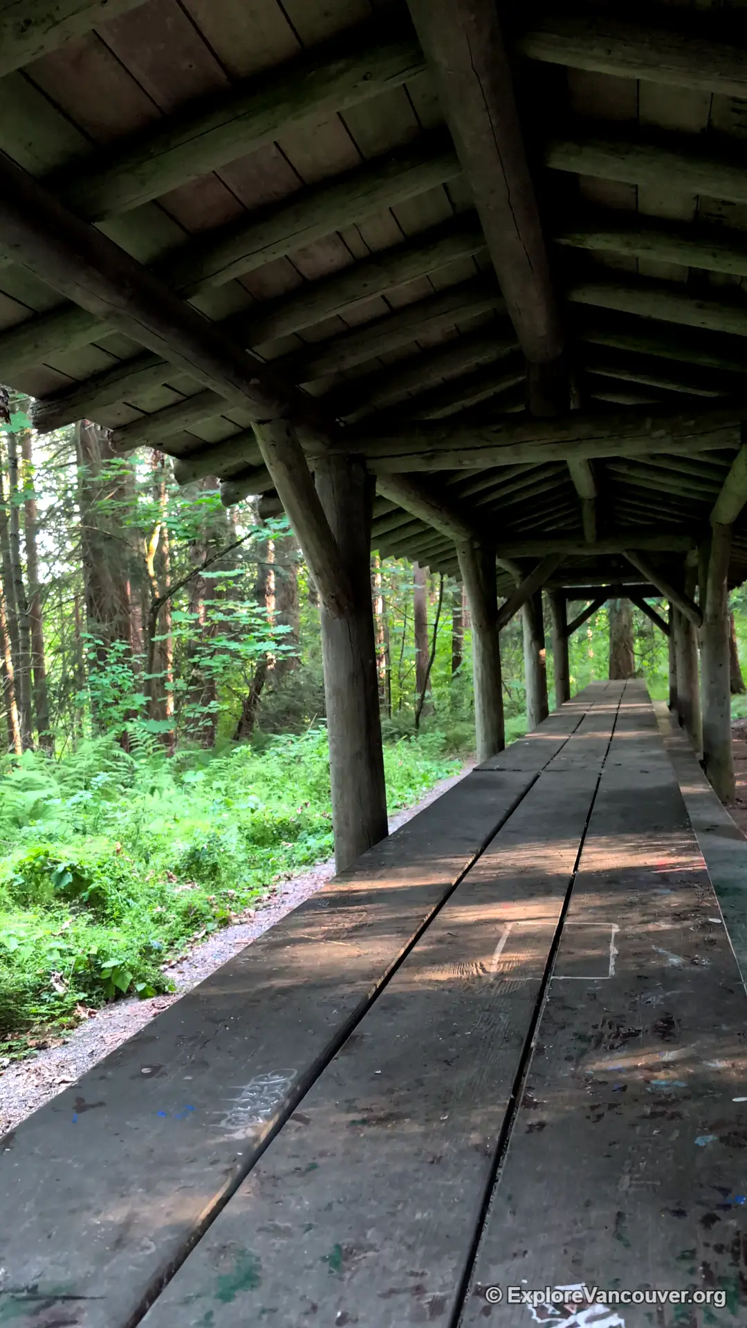 Shaded forest area at Redwood Park