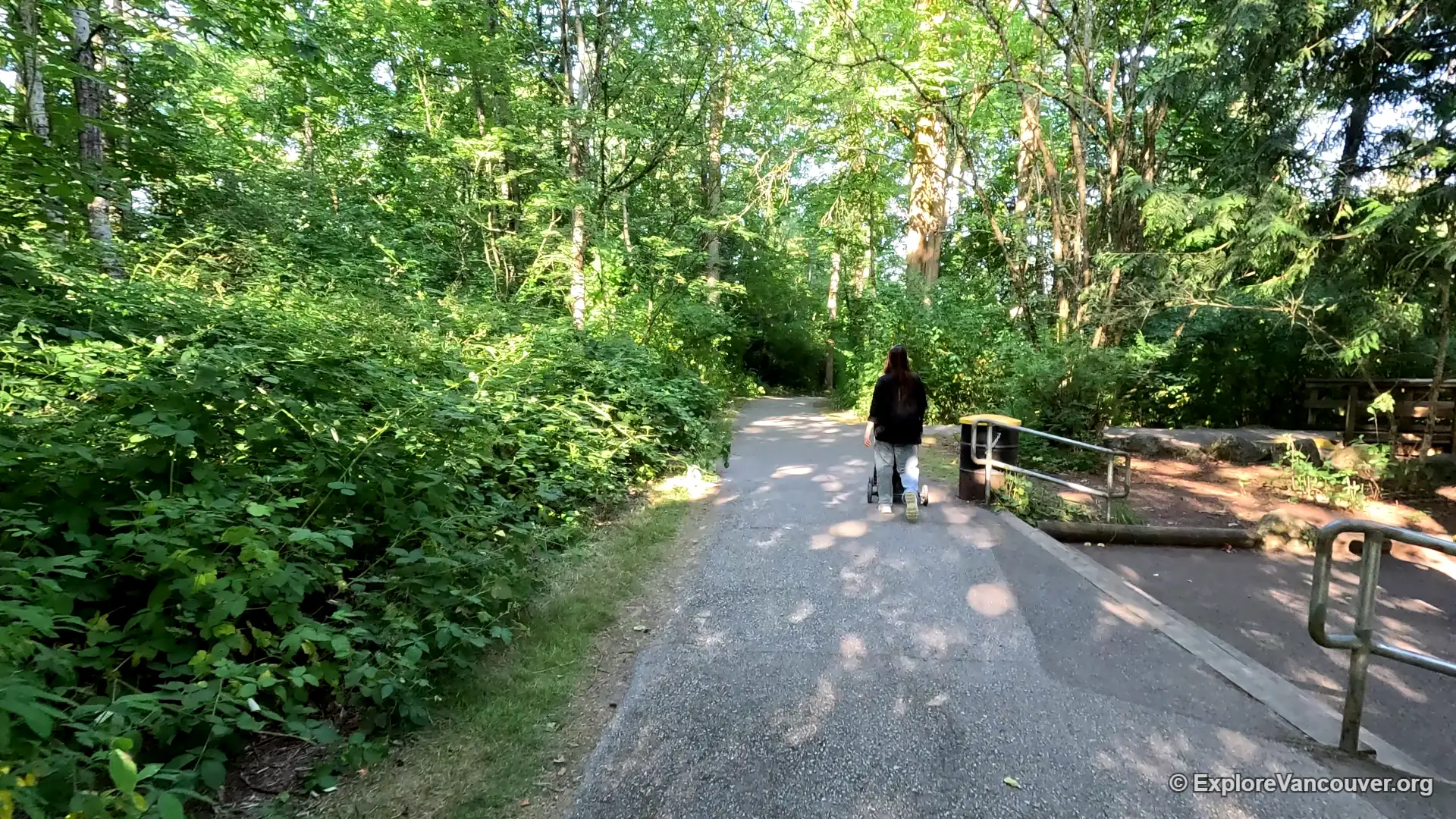 Forest trail at Redwood Park
