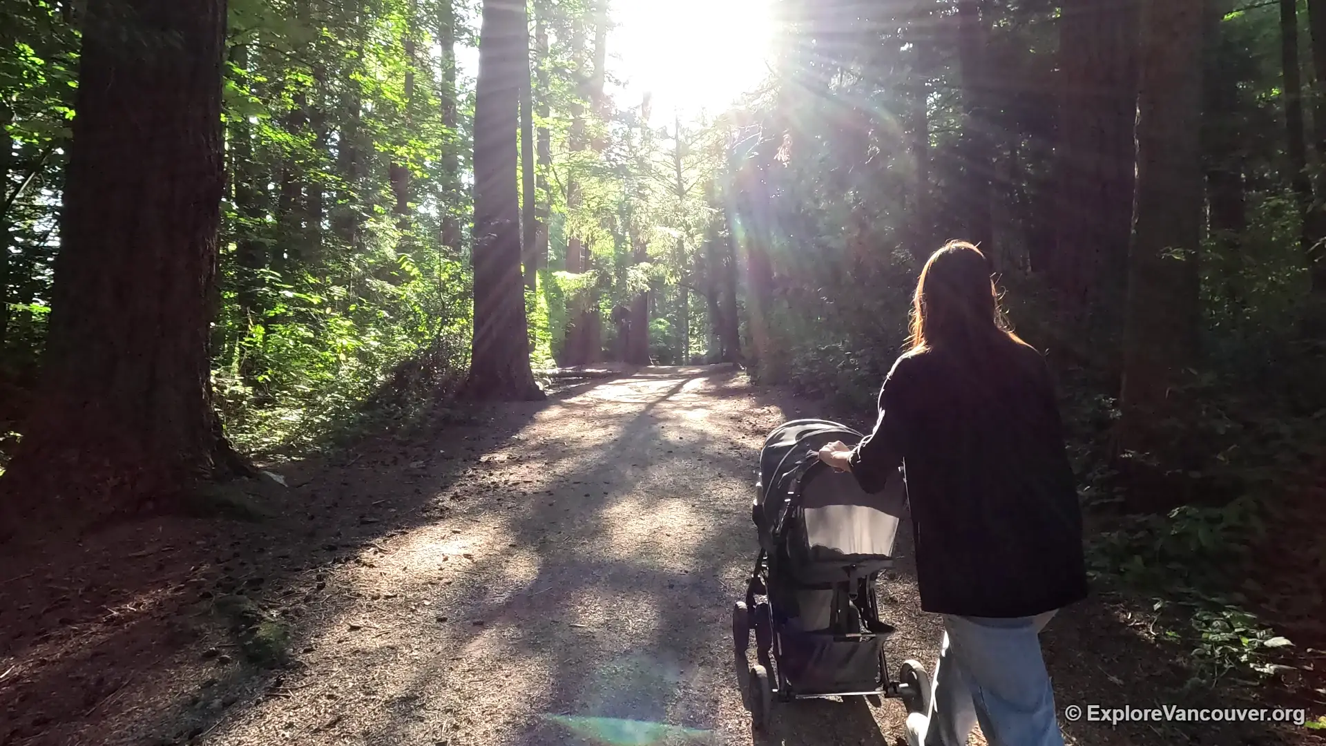 Walking trail at Redwood Park