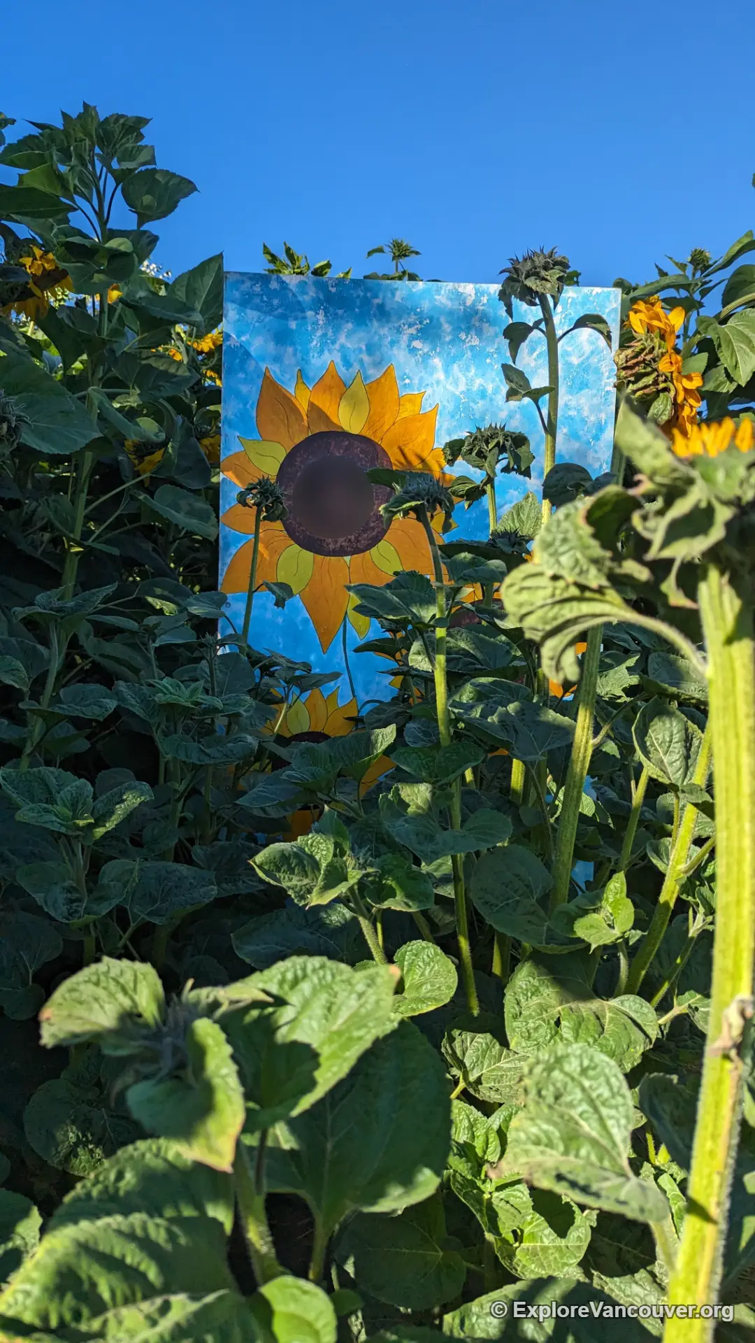 Framed photo backdrop built into the sunflower fields