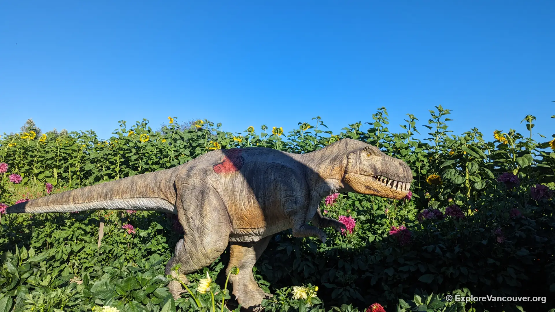 Second view of the animated dinosaur display among the sunflowers