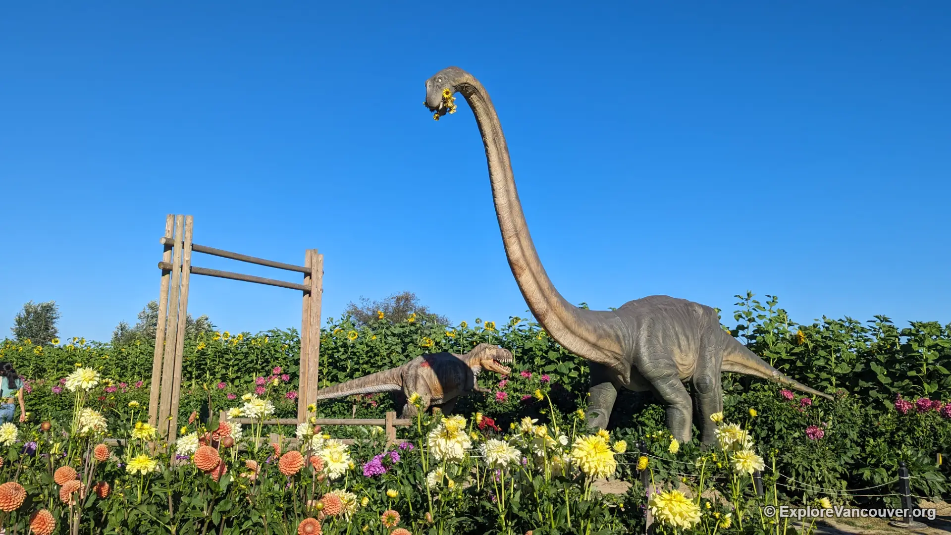Life-size animated dinosaur display at the sunflower festival