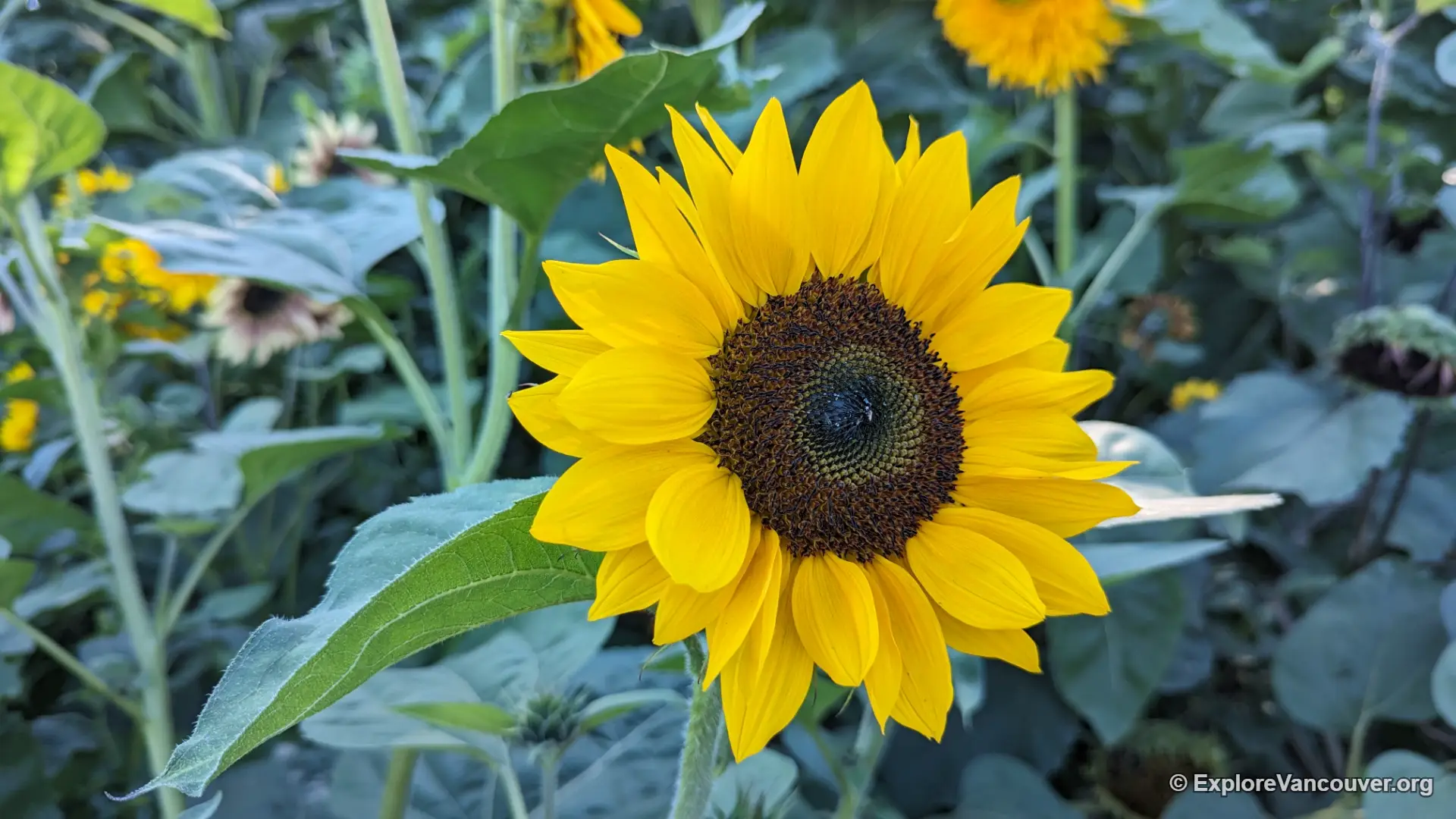 Close-up of a sunflower bloom at Richmond Country Farms