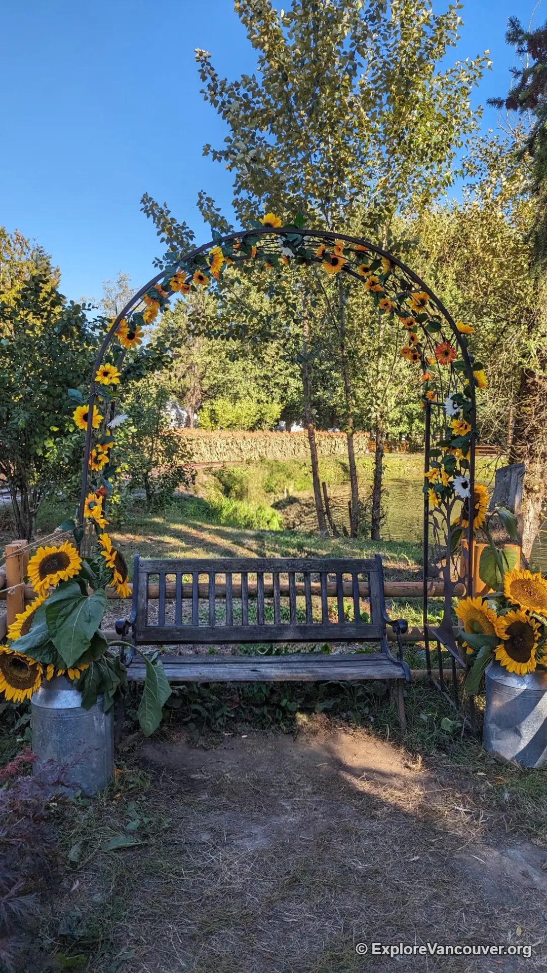 Seating photo spot set up among the sunflowers at Richmond Sunflower Festival
