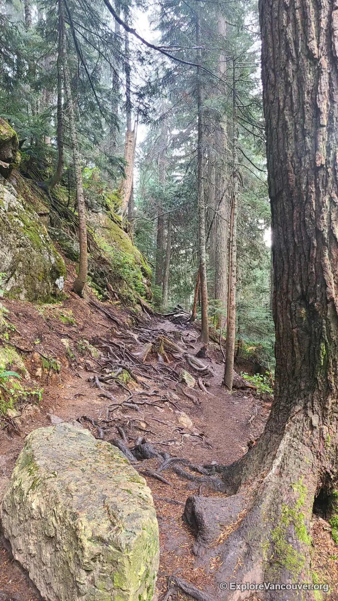 Uneven rocky and root-covered section of the Dog Mountain trail