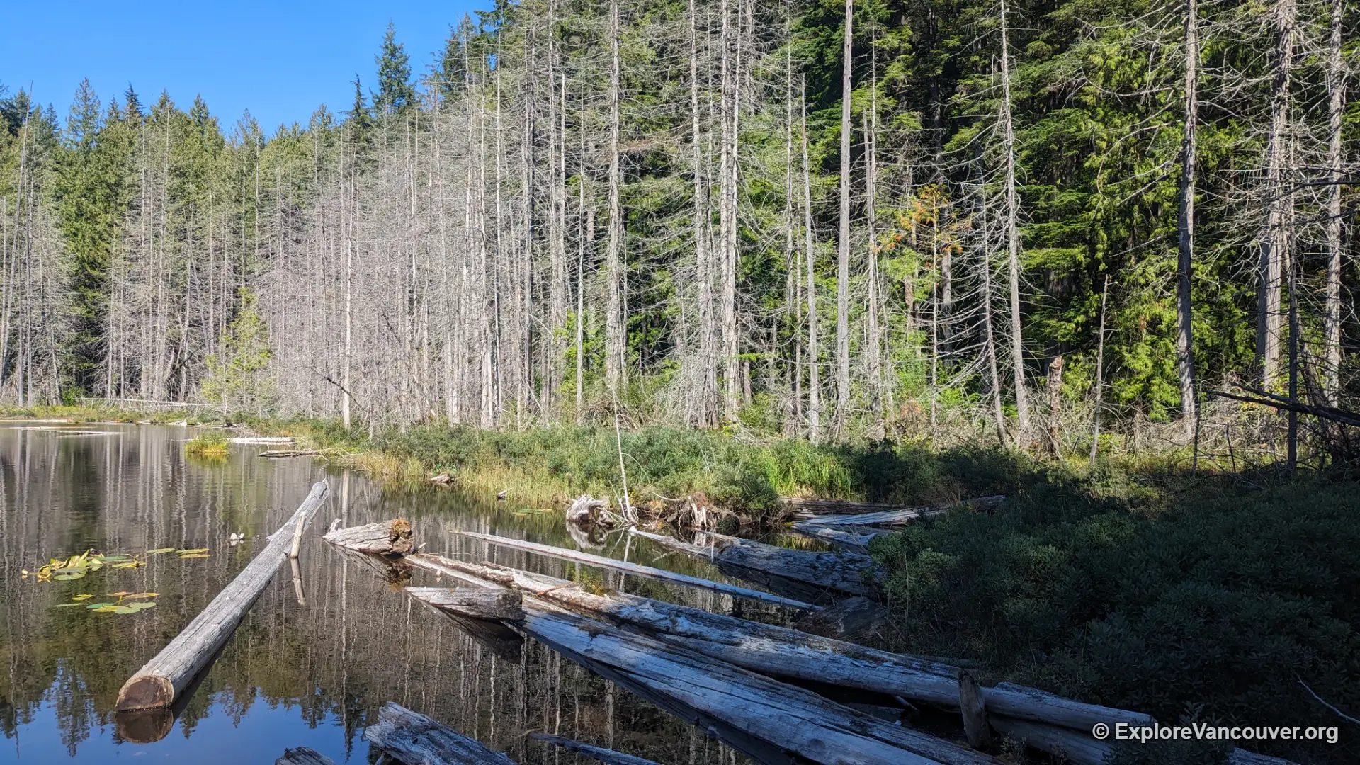 View across Whyte Lake in West Vancouver