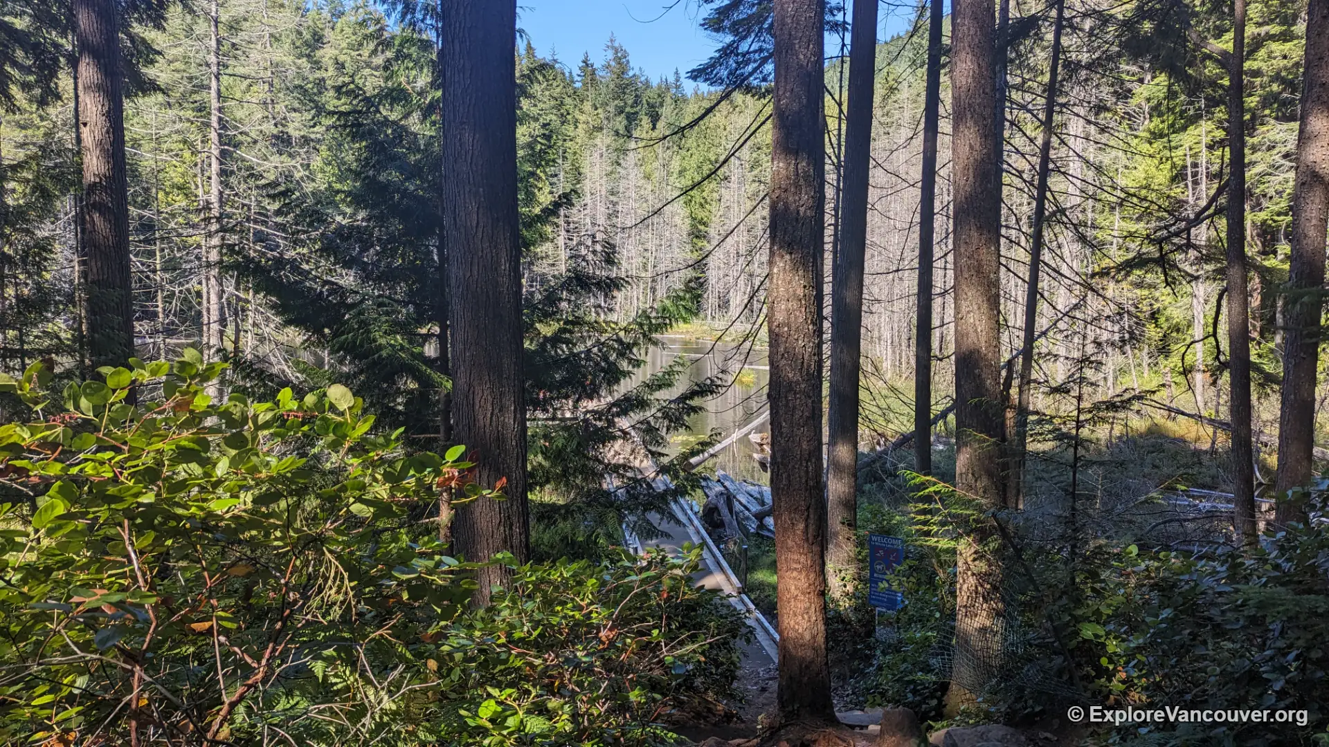 Trail through the forest near Whyte Lake