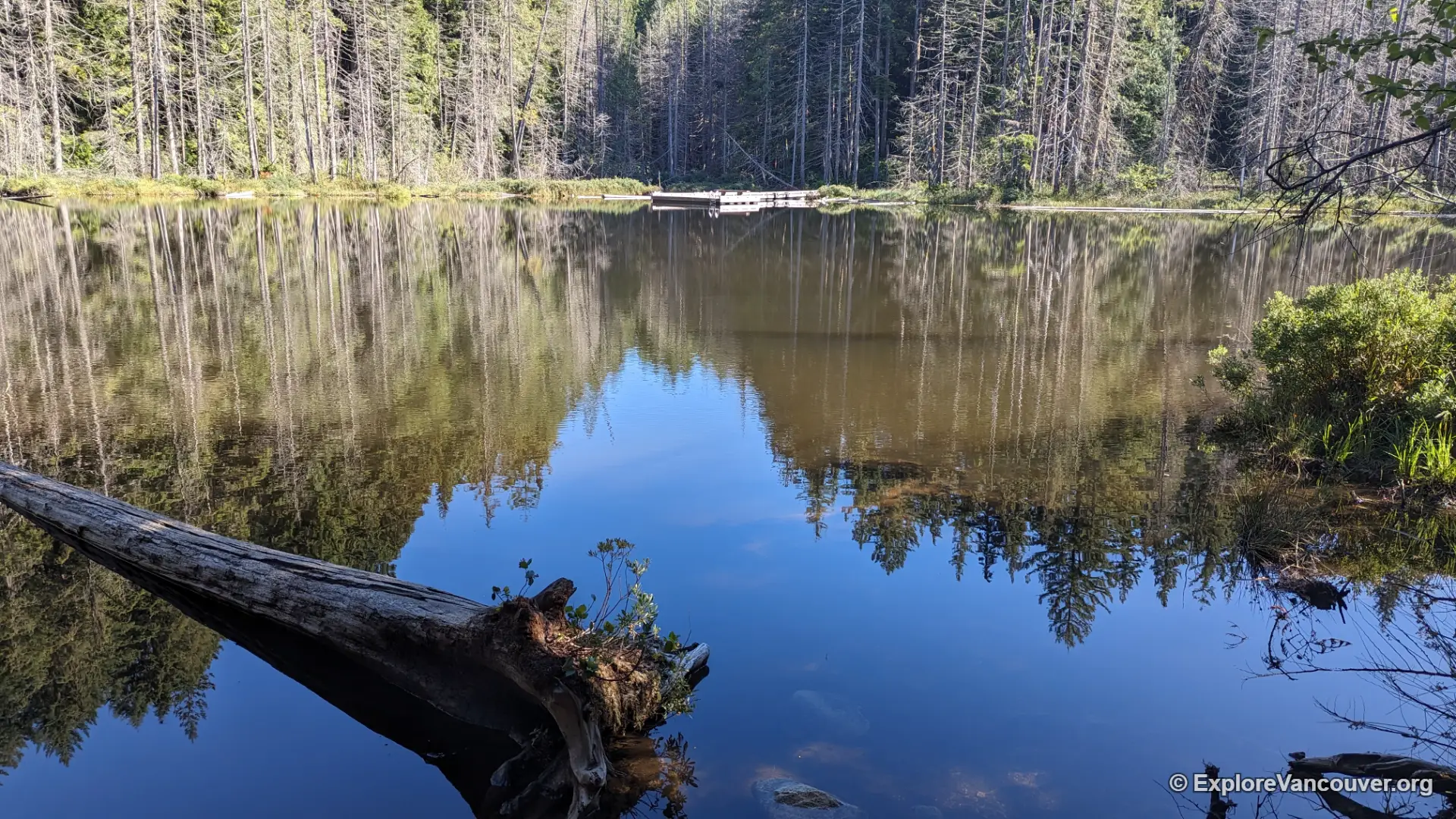 Forest canopy above the Whyte Lake trail