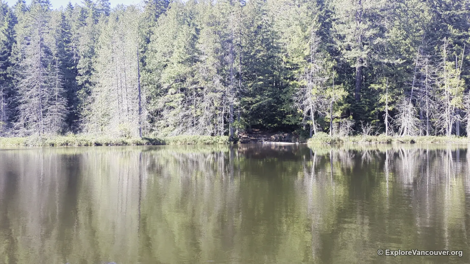 Whyte Lake shoreline in West Vancouver