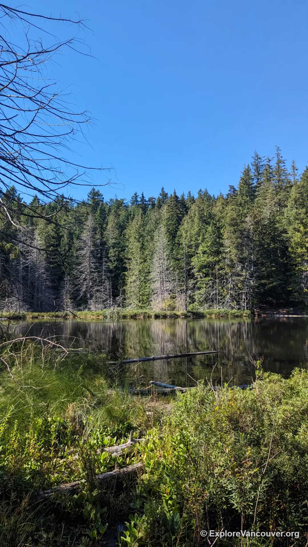 Vertical trail view through the Whyte Lake forest