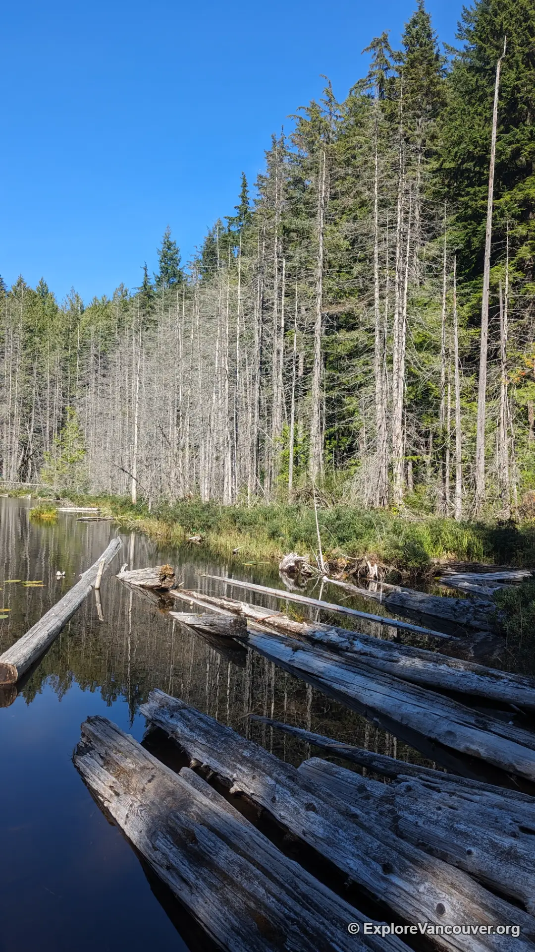 Vertical forest view near Whyte Lake