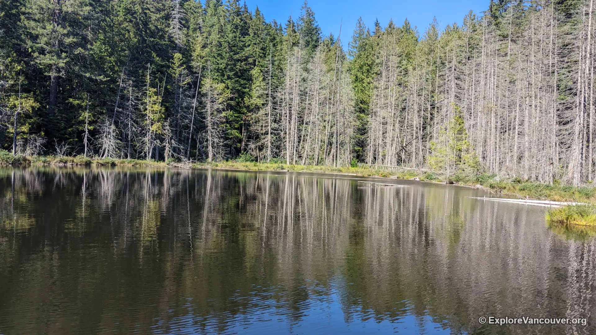 Whyte Lake trail through old growth forest in West Vancouver