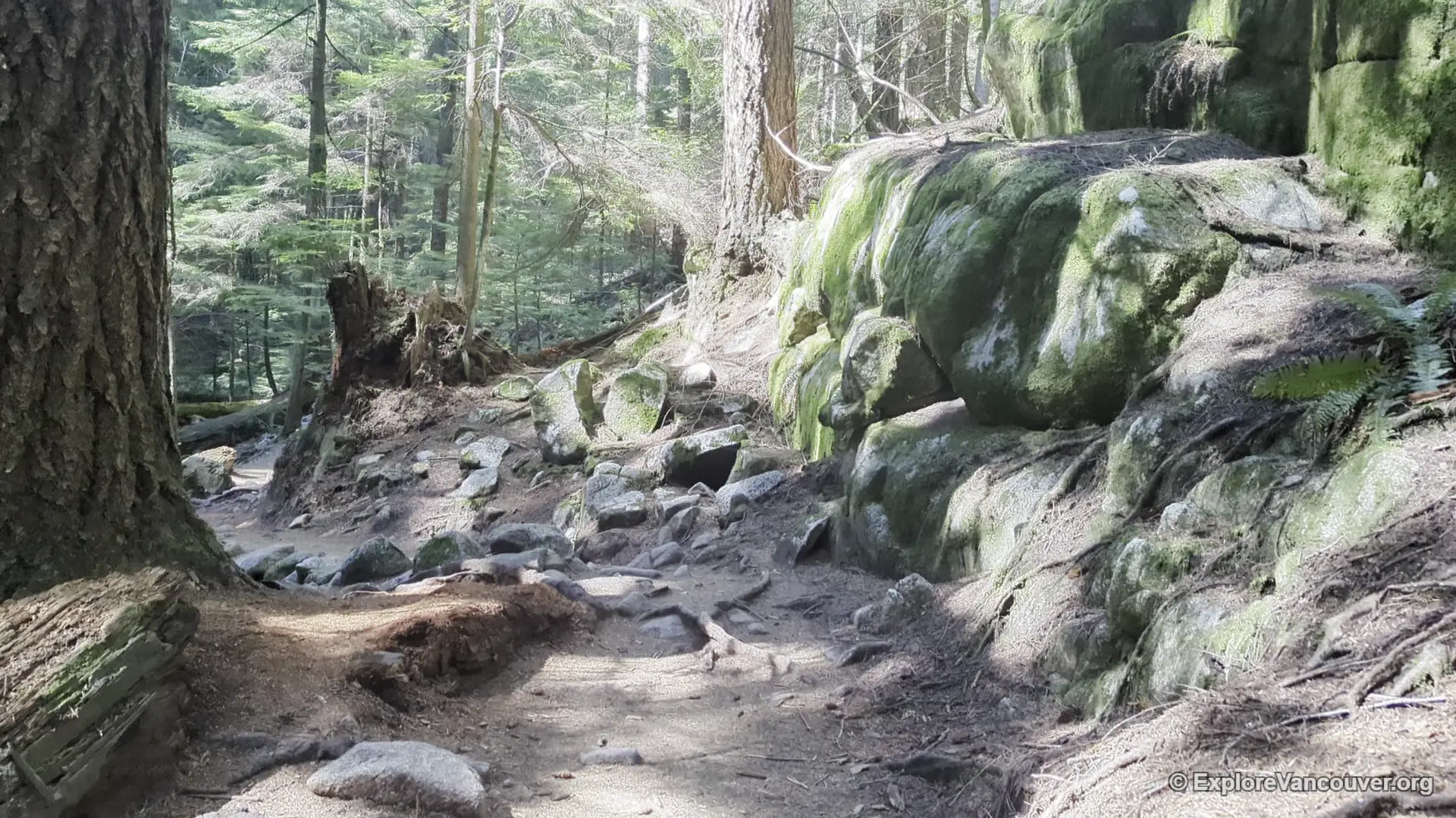 Hiking trail leading toward Whyte Lake