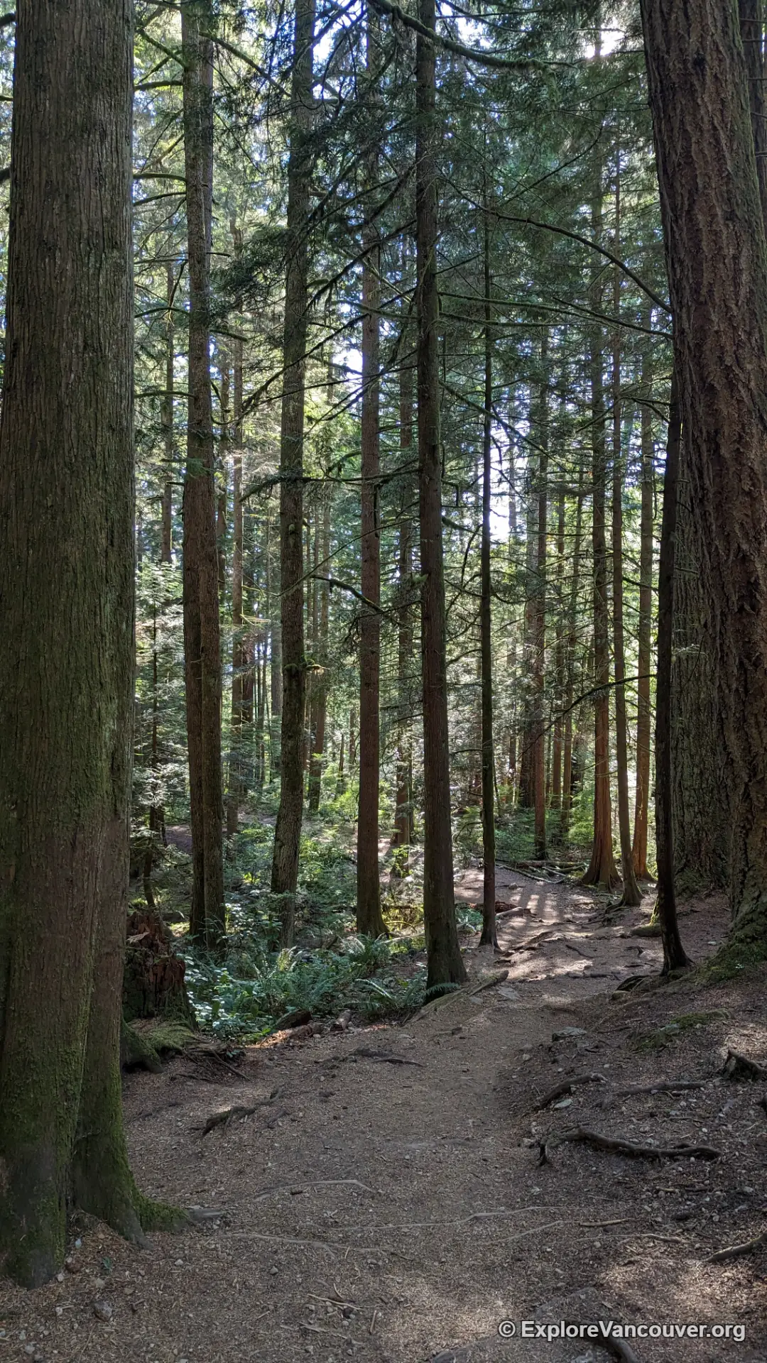 Vertical view of the rocky Whyte Lake trail